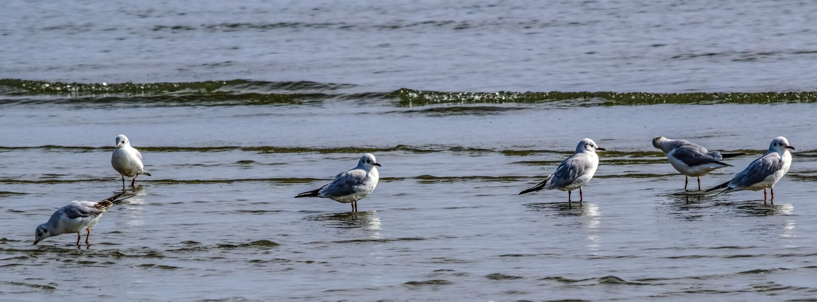 Nikon D3300 sample photo. Seagull, beach, water photography