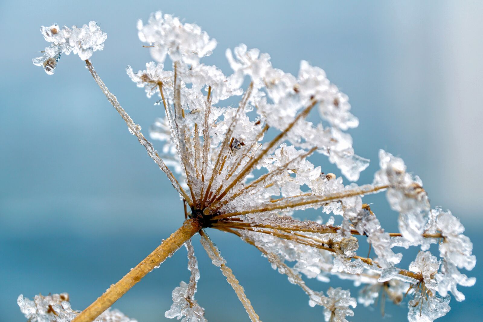 Sony ILCA-77M2 + Sony DT 18-135mm F3.5-5.6 SAM sample photo. Meadow hogweed, frost, frozen photography