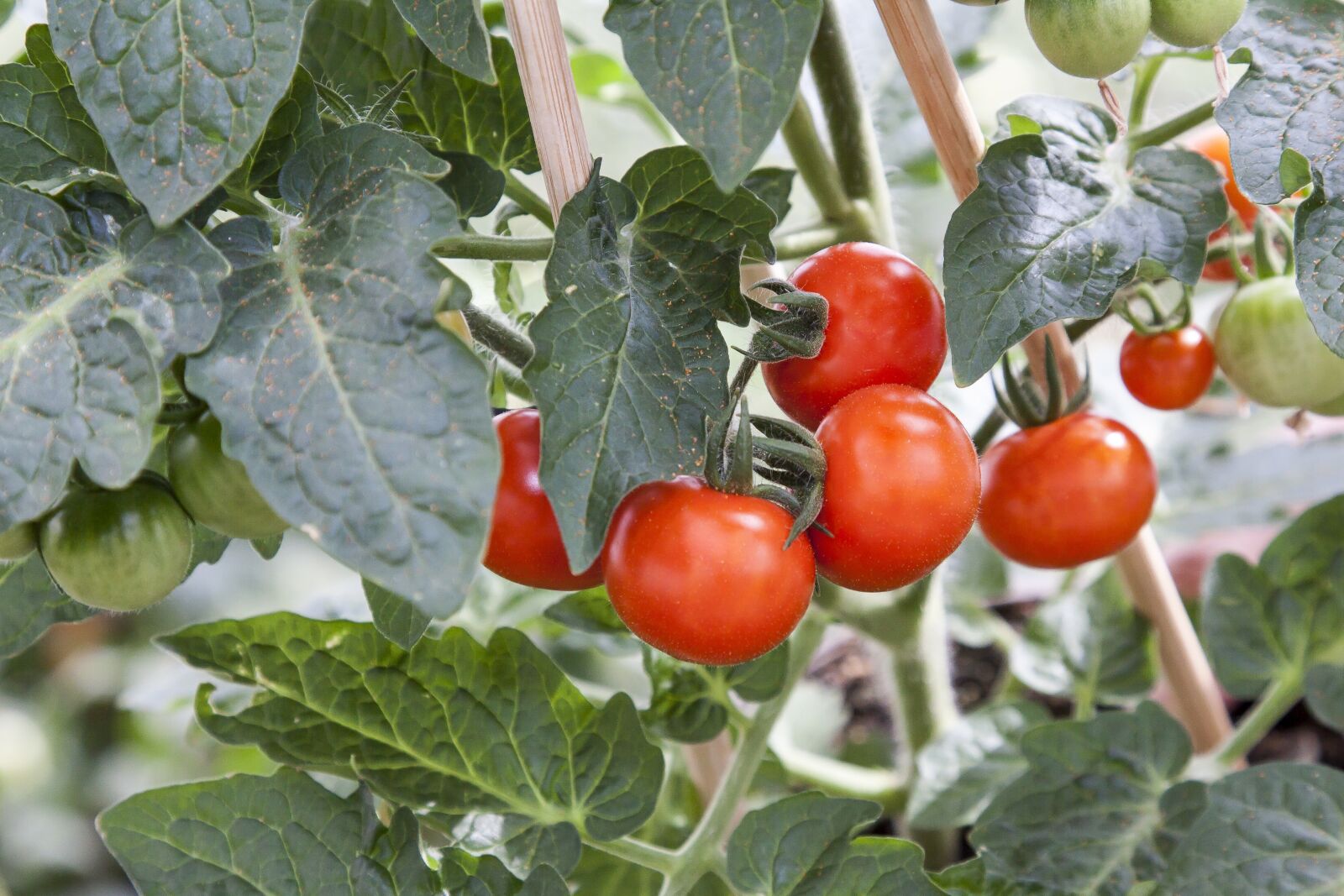Canon EOS 50D + Canon EF 24-105mm F4L IS USM sample photo. Tomato, solanum, greenhouse photography