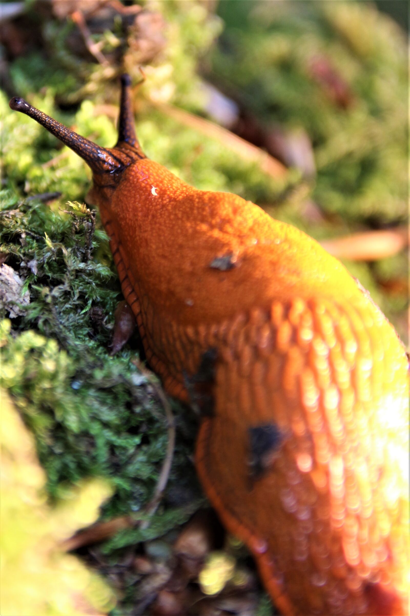 Canon EOS 700D (EOS Rebel T5i / EOS Kiss X7i) sample photo. Snail, bug, animal photography