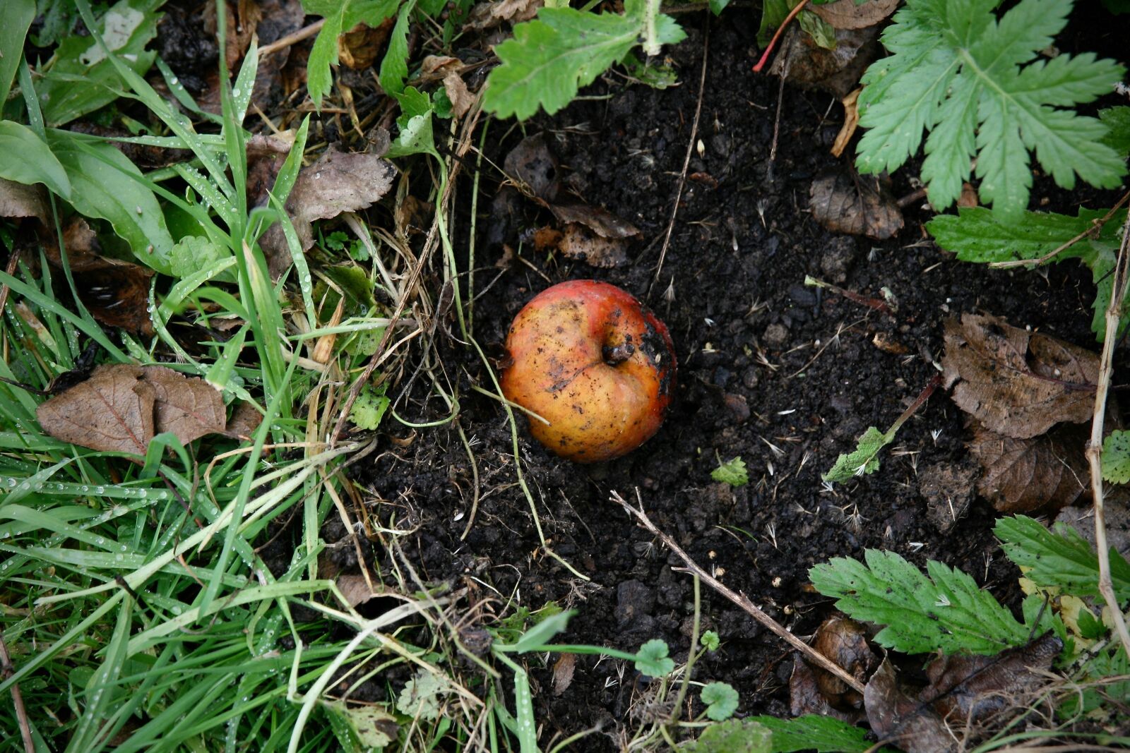 Canon EOS 400D (EOS Digital Rebel XTi / EOS Kiss Digital X) sample photo. Autumn, windfall, apple photography
