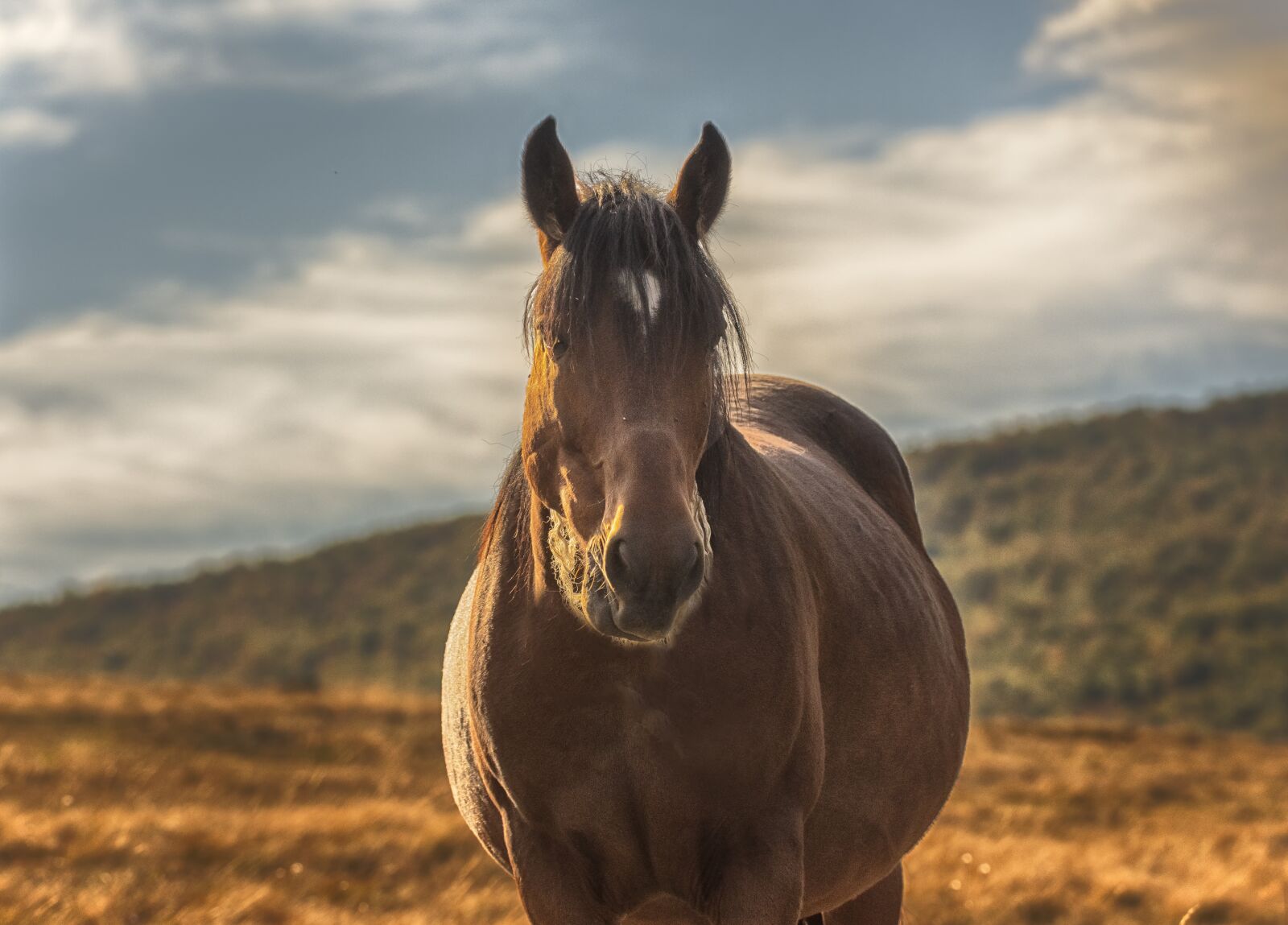 Nikon D7200 sample photo. Horse, portrait, mountain photography
