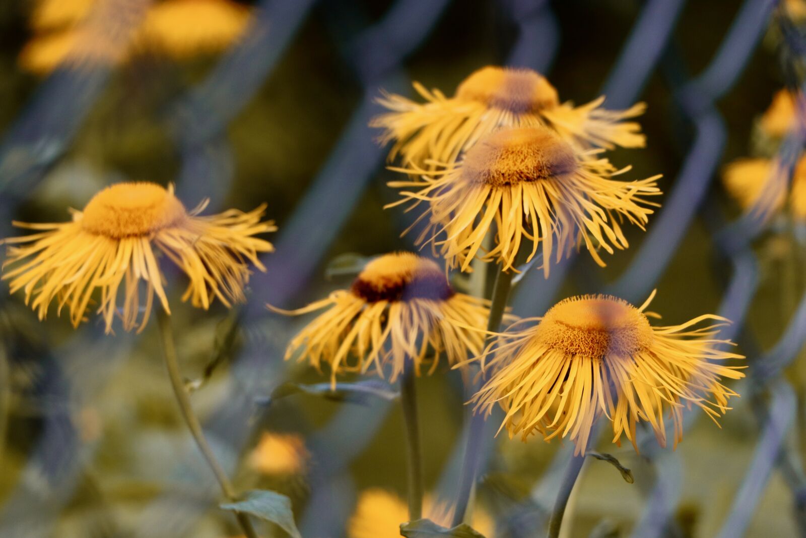 Canon EOS 800D (EOS Rebel T7i / EOS Kiss X9i) sample photo. Marguerite, fence, flowers photography