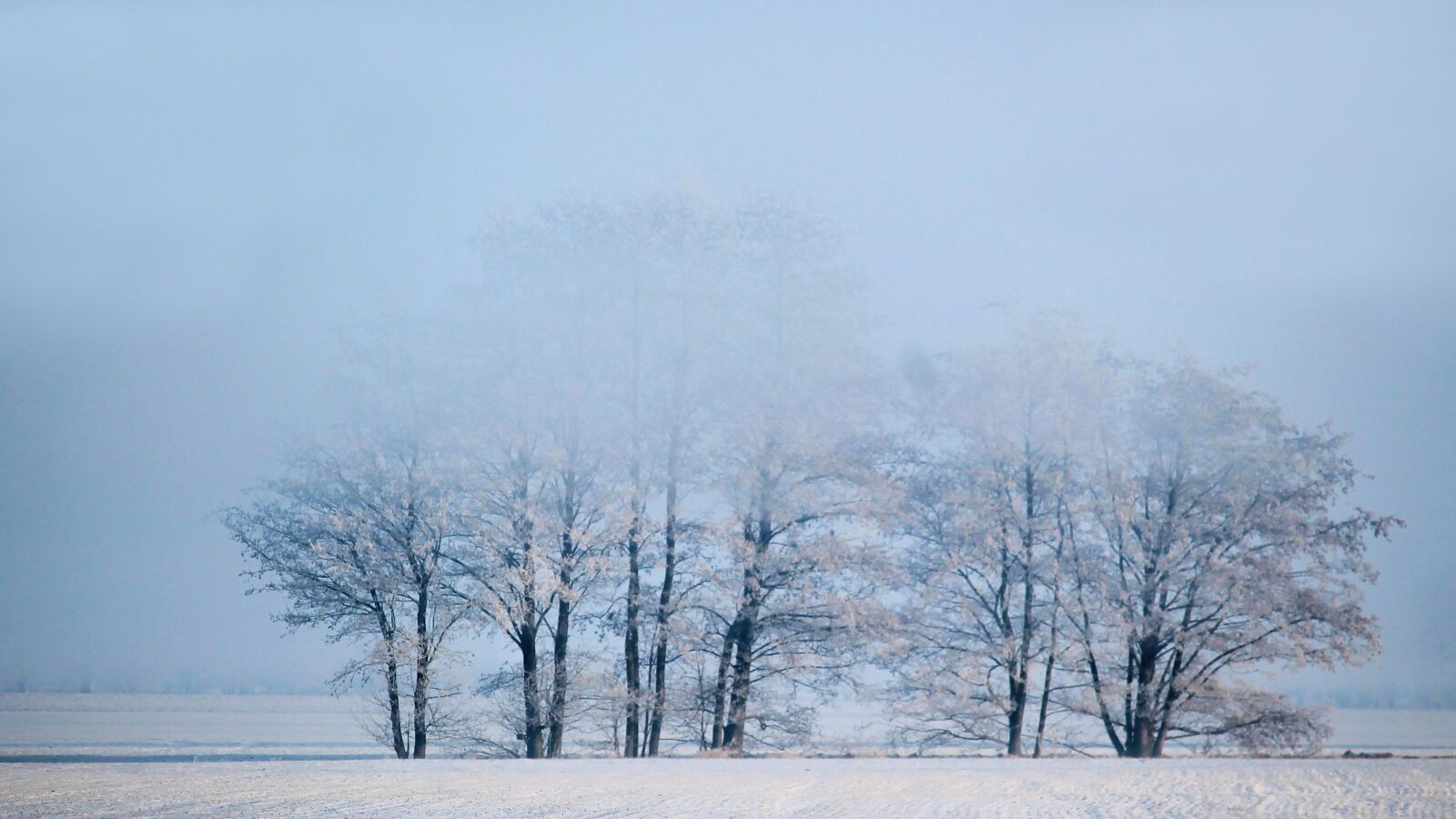 Canon EF-S 55-250mm F4-5.6 IS STM sample photo. Winter, foggy, trees photography