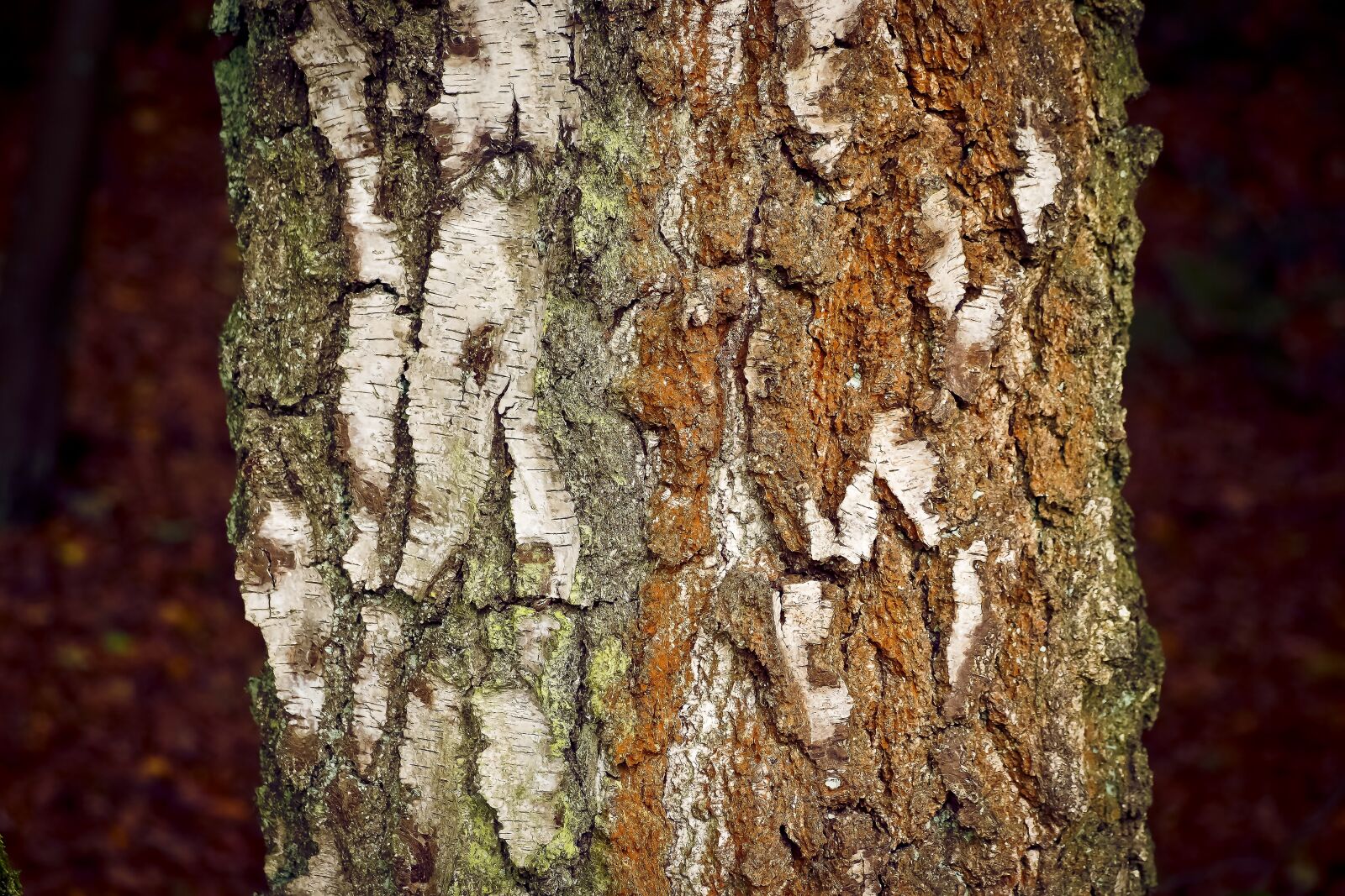 Olympus OM-D E-M10 sample photo. Tree, bark, nature photography