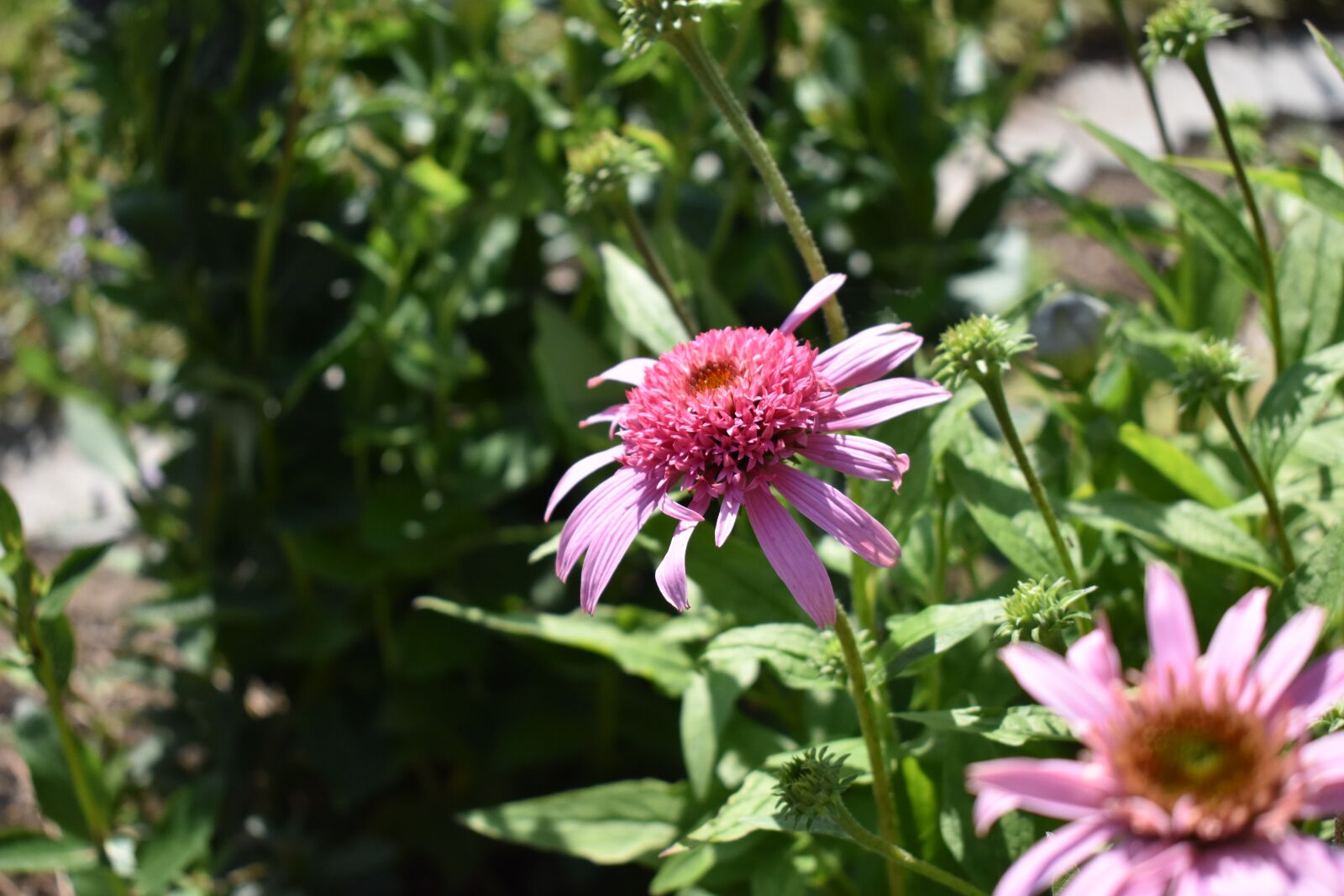 Nikon D3400 sample photo. Flower, coneflower, garden photography