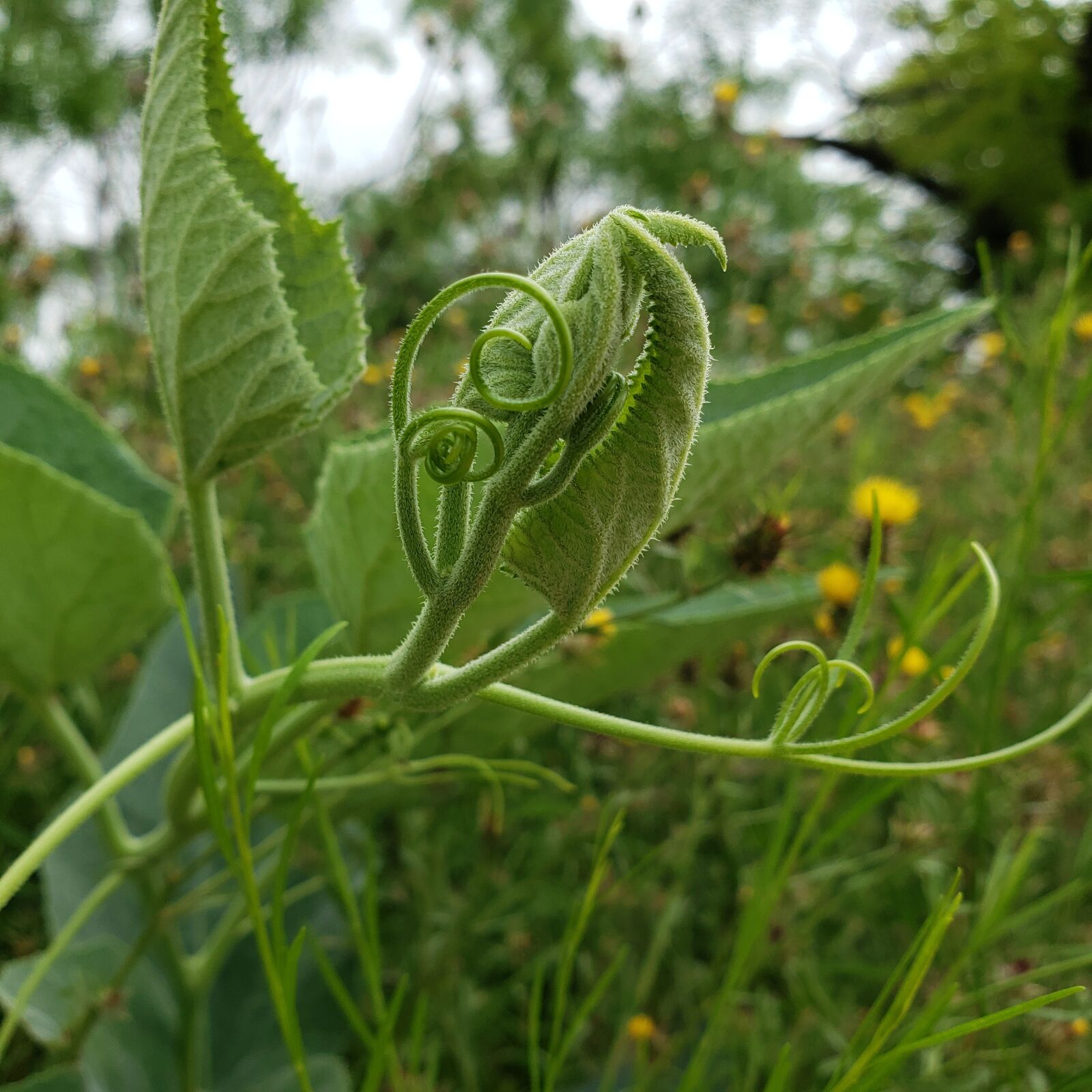 Samsung Galaxy S9 sample photo. Wildflower, texas, wildflowers photography