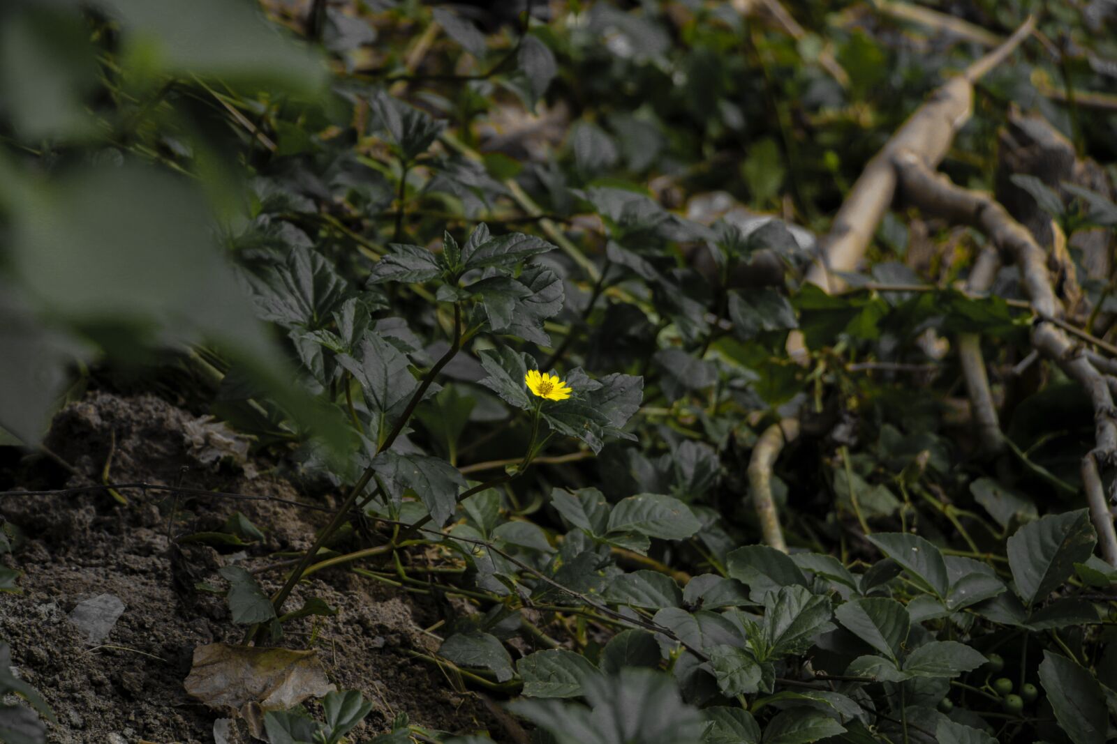 Canon EF-S 18-135mm F3.5-5.6 IS USM sample photo. Flower, nature, outdoor photography