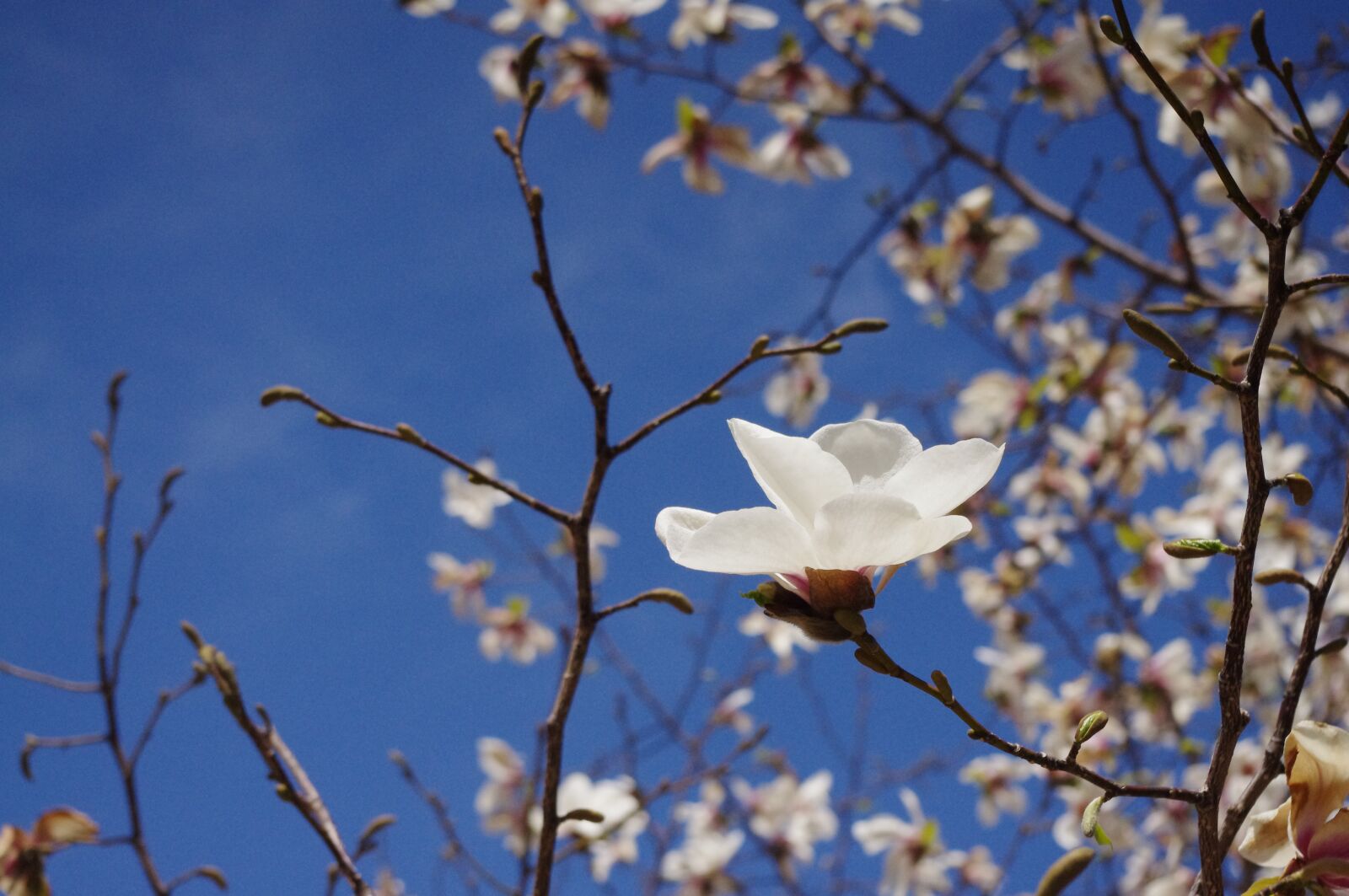 Pentax K-r sample photo. Magnolia, kobus, flower photography