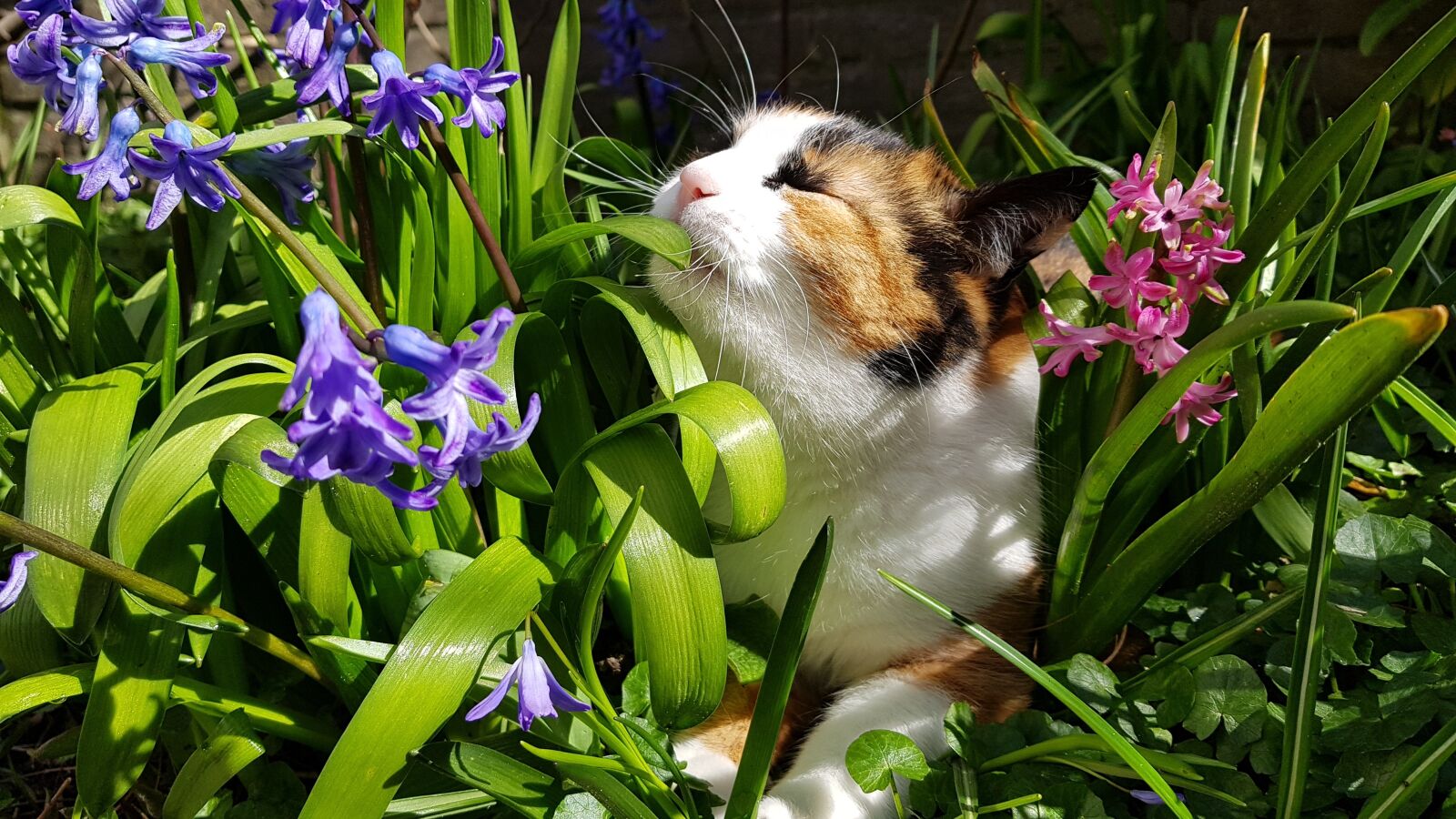 Samsung Galaxy S8+ sample photo. Cats, spring, nature photography