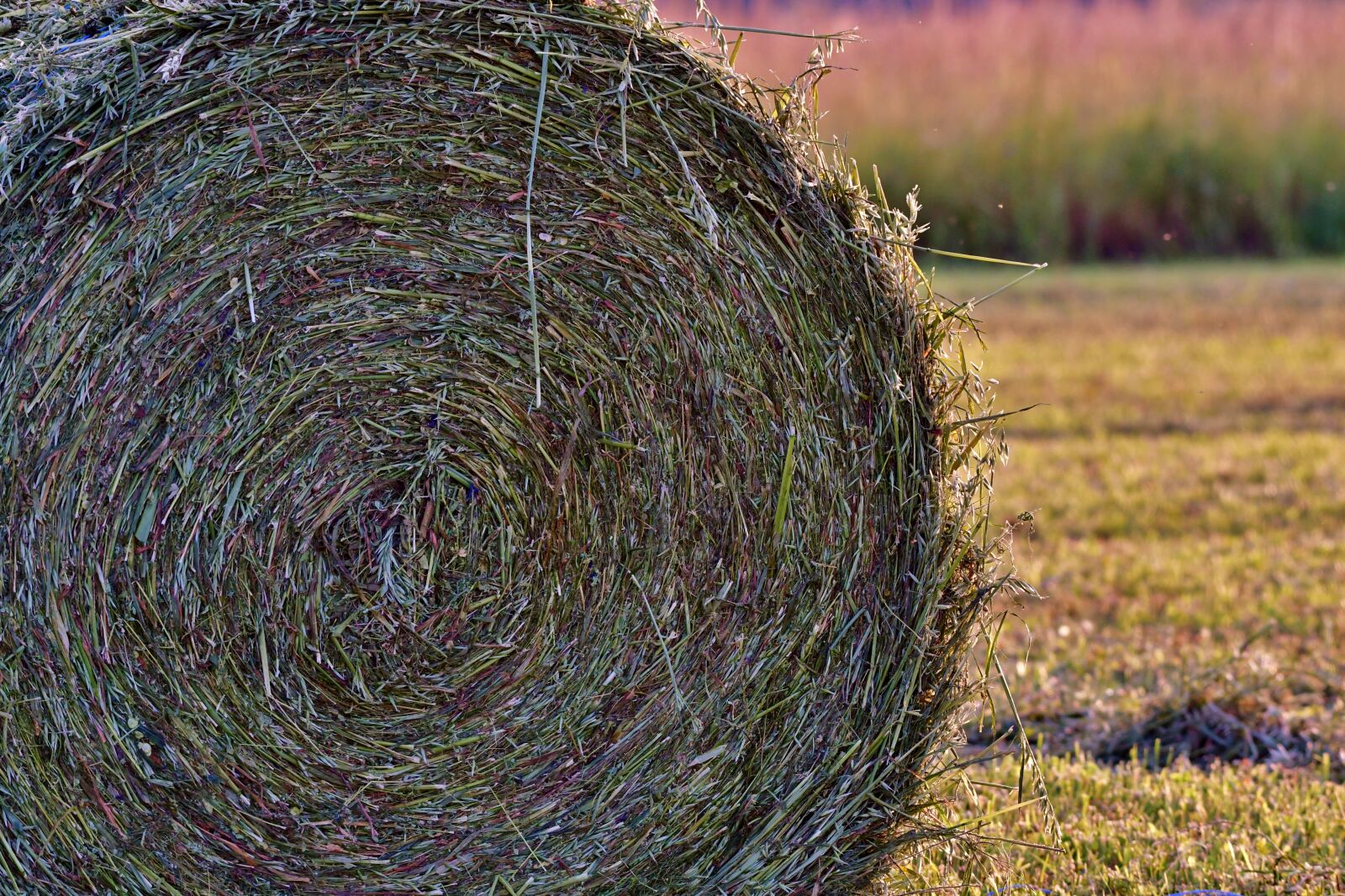 Nikon D500 sample photo. Silage, grasbaal, grass photography