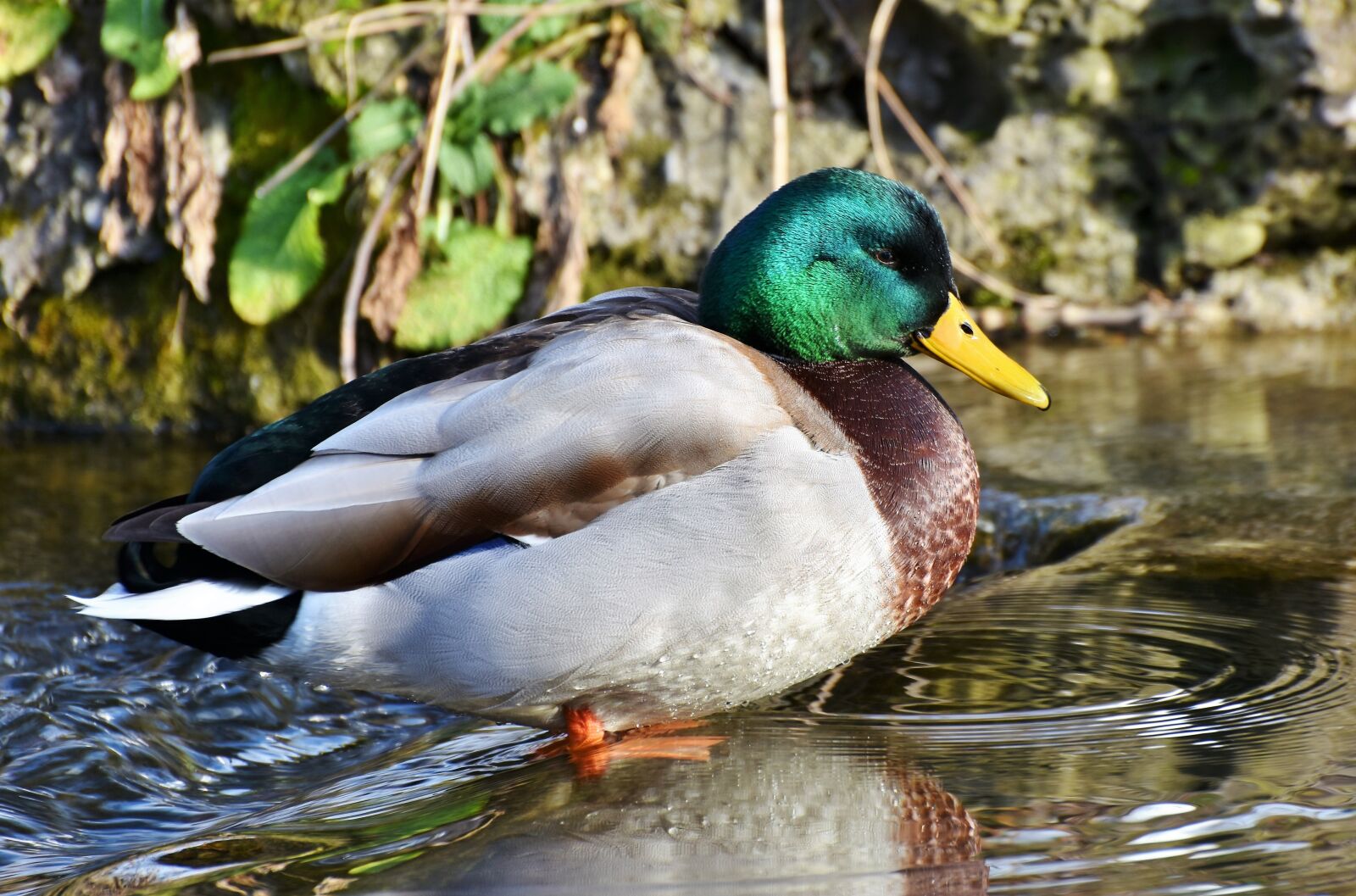 Nikon D7200 sample photo. Ducks, waterfowl, mallard photography