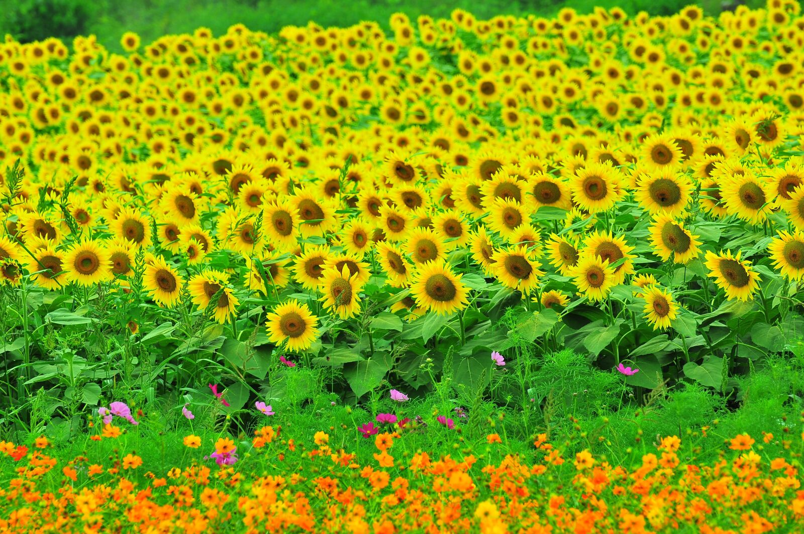 Nikon D300 sample photo. Sunflower, summer flowers, yellow photography