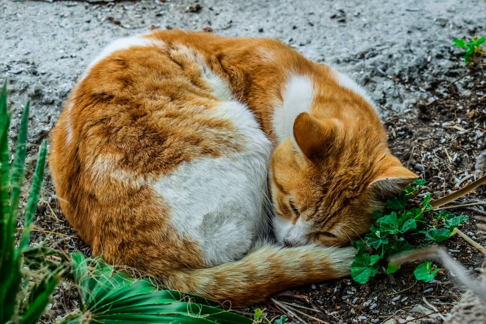 Nikon D3300 sample photo. Cat, stray, sleeping photography