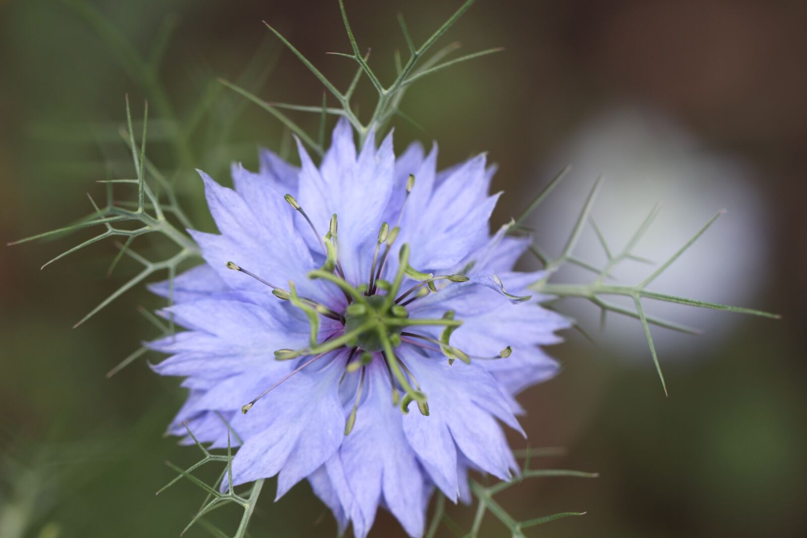Canon EF 100mm F2.8L Macro IS USM sample photo. Cornflower, purple, blossom photography