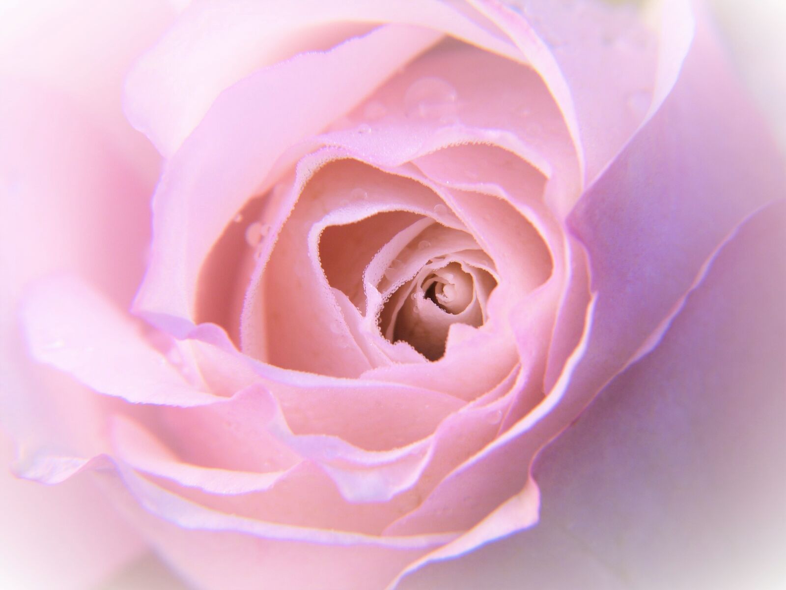 Panasonic Lumix DMC-FZ150 sample photo. Rose, rose bloom, petals photography