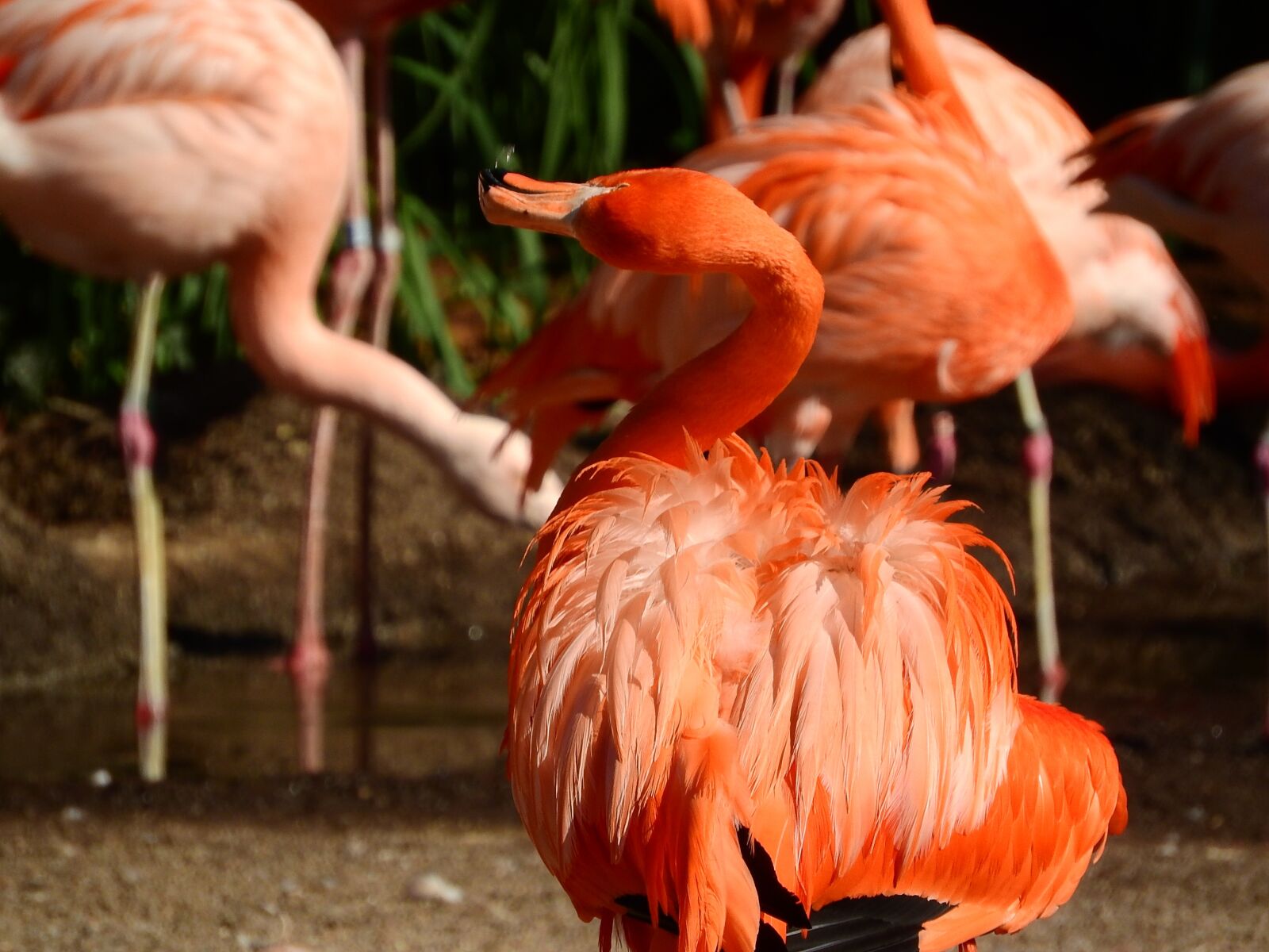 Nikon Coolpix P610 sample photo. Flamingo cuban, phoenicopterus ruber photography