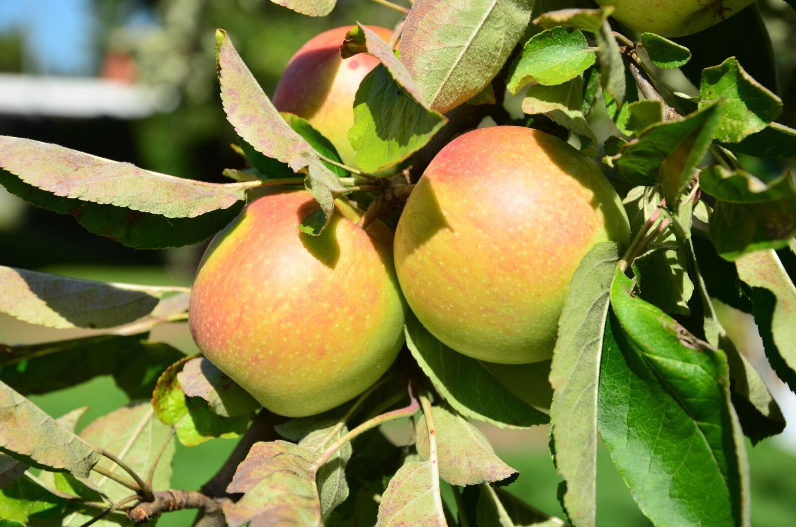 Nikon D5100 sample photo. Apple, tree, fruit photography