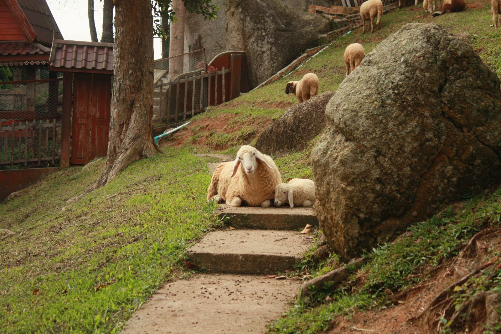Canon EOS 450D (EOS Rebel XSi / EOS Kiss X2) sample photo. Outdoors, sheeps, nature photography