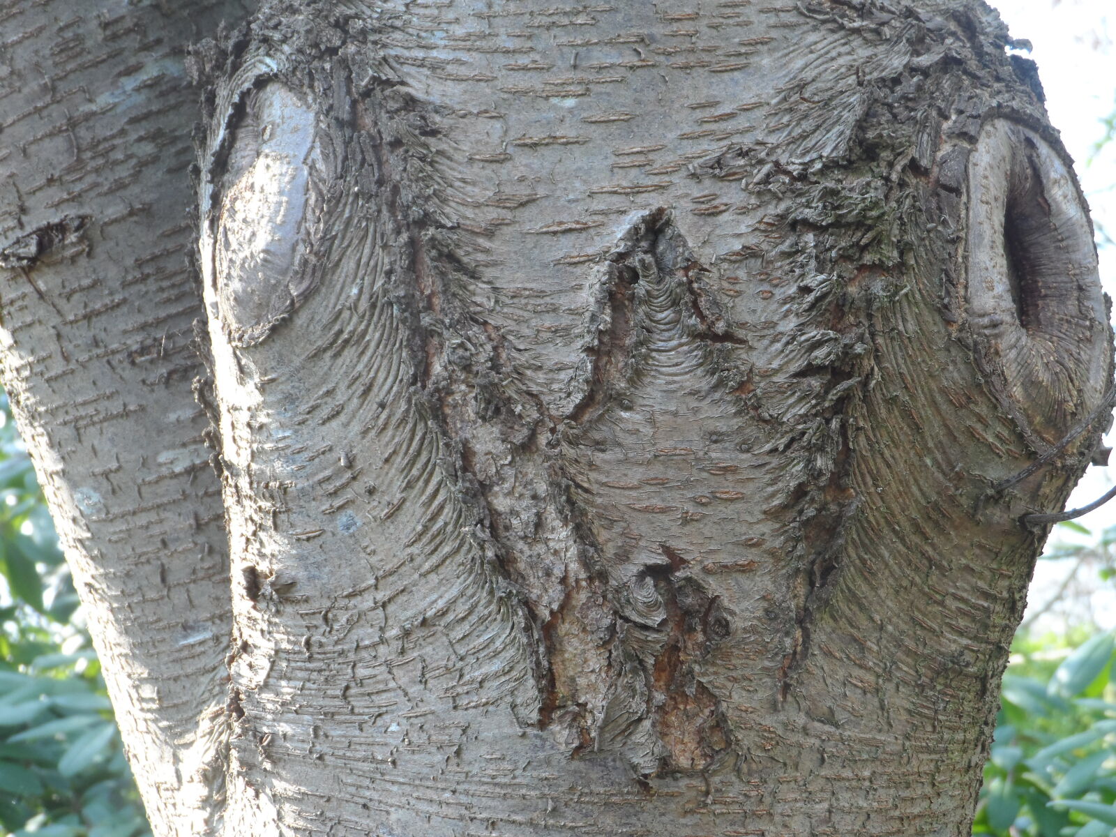 Samsung WB150 / WB150F / WB152 / WB152F / WB151 / WB151F / WB140 sample photo. Bark, nature, trees photography