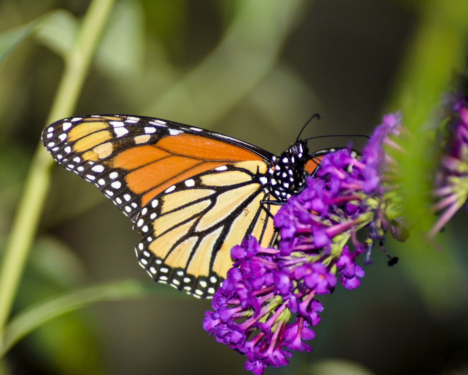 Nikon D7000 sample photo. Butterfly, insect, nature photography