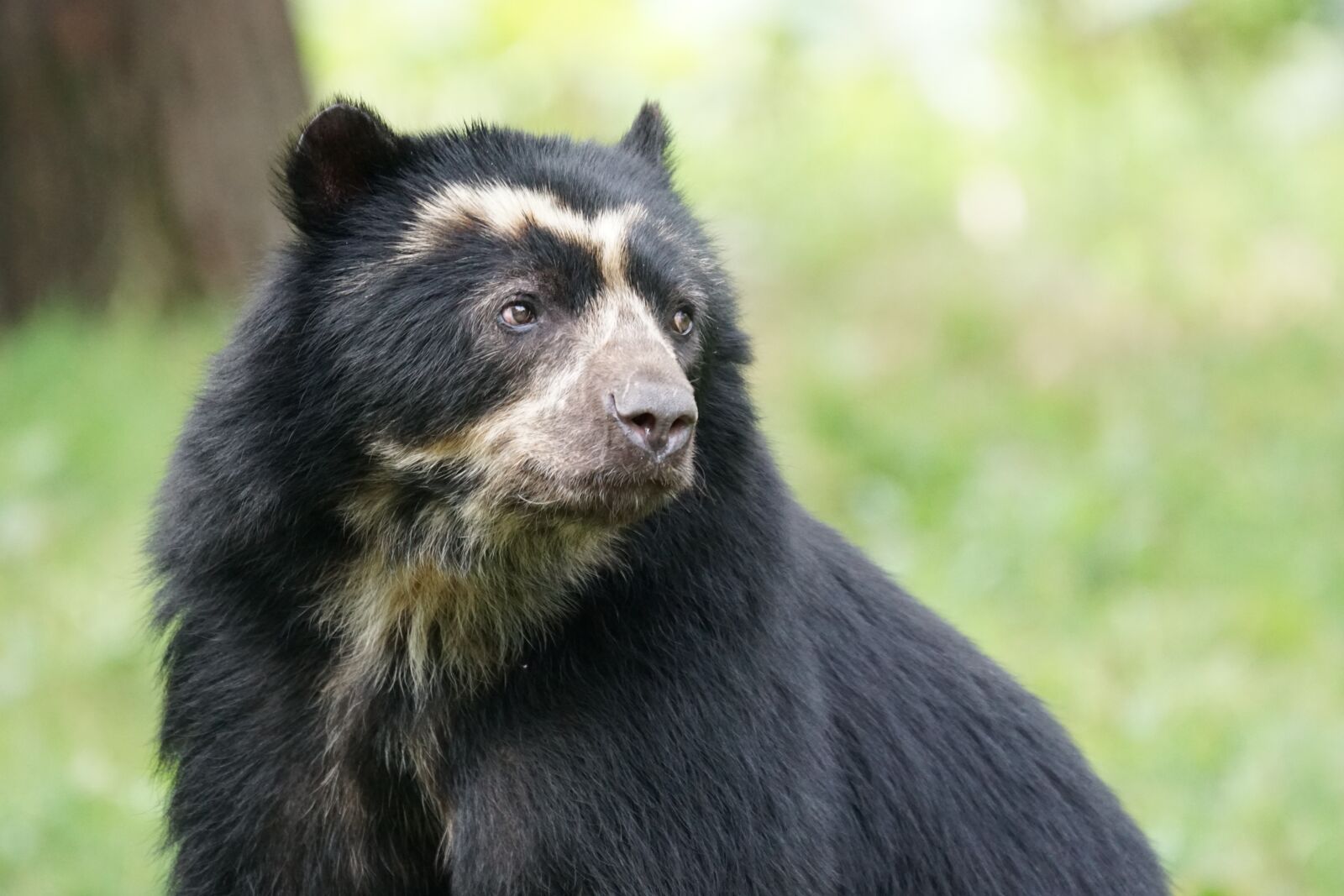 Sony ILCA-77M2 + Sony 70-400mm F4-5.6 G SSM sample photo. Bear, mammal, enclosure photography