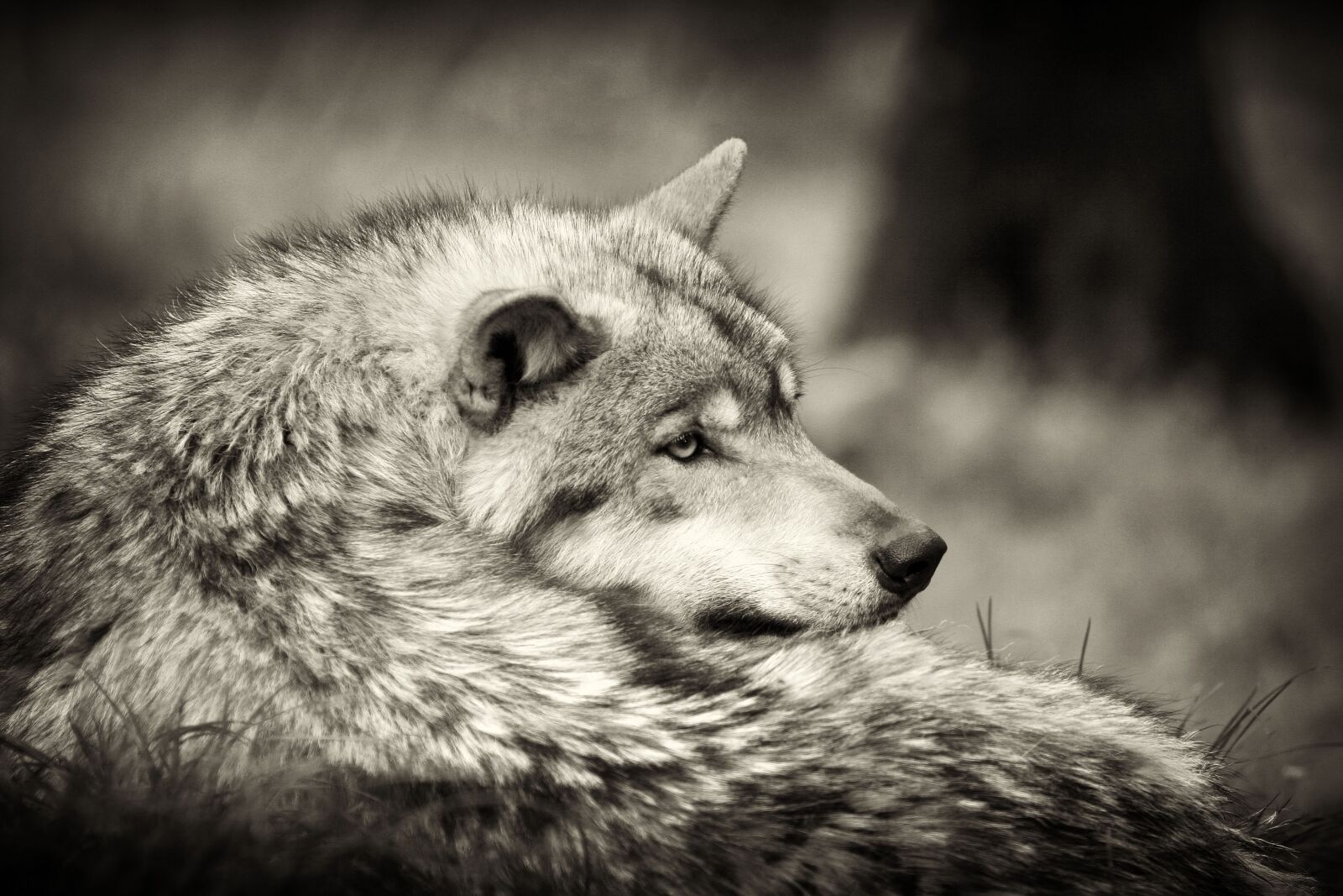 Canon EOS 20D sample photo. Mammal, canine, fauna photography