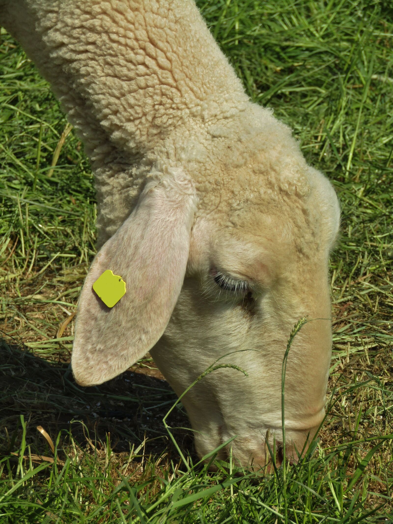 Canon POWERSHOT SX432 IS sample photo. Sheep, portrait, merino sheep photography