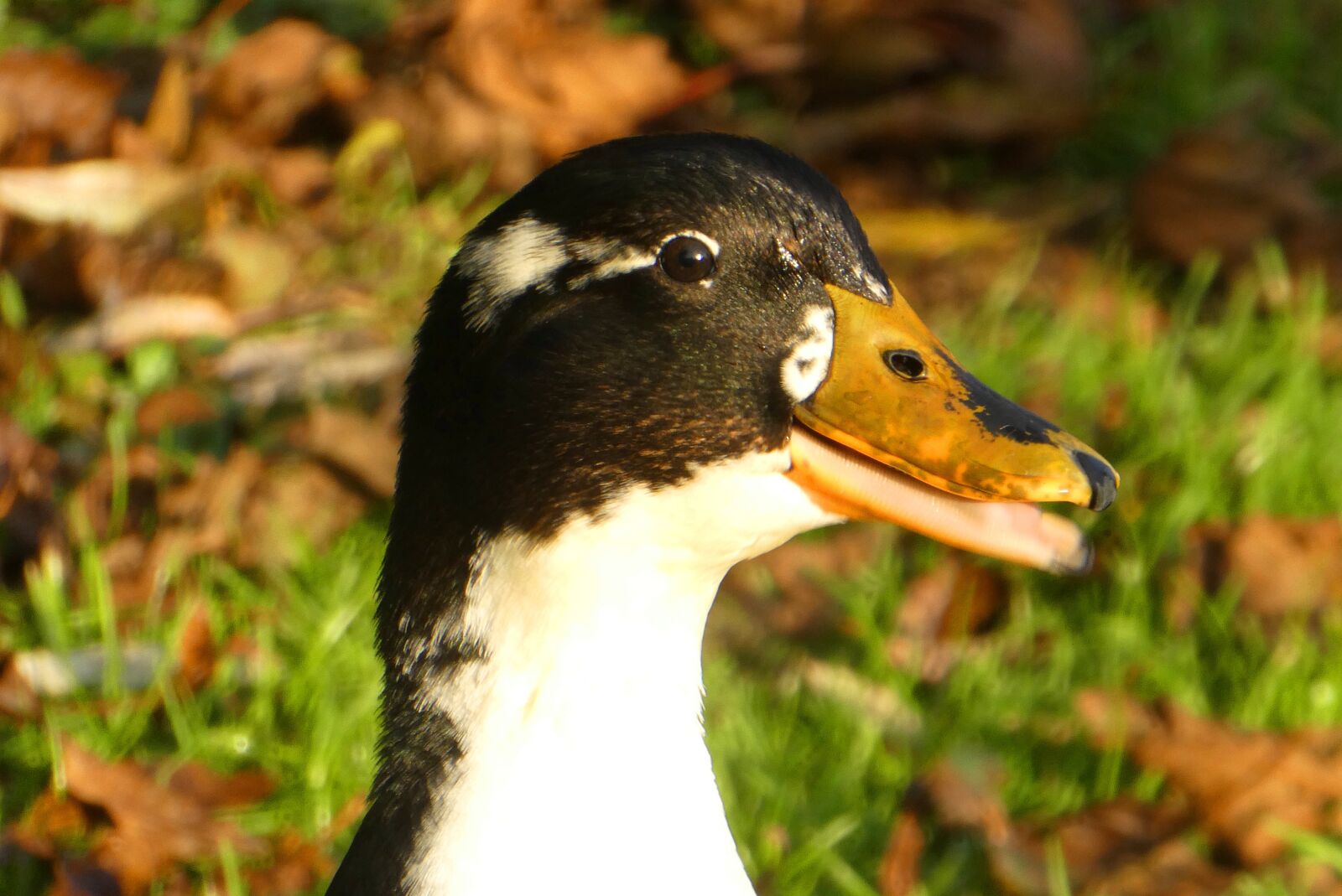 Panasonic Lumix DC-ZS70 (Lumix DC-TZ90) sample photo. Duck, head, beak photography