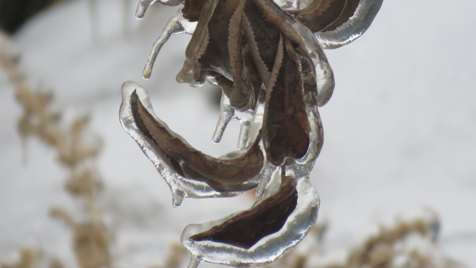 Canon PowerShot SX60 HS sample photo. Hoarfrost, winter, the ice photography
