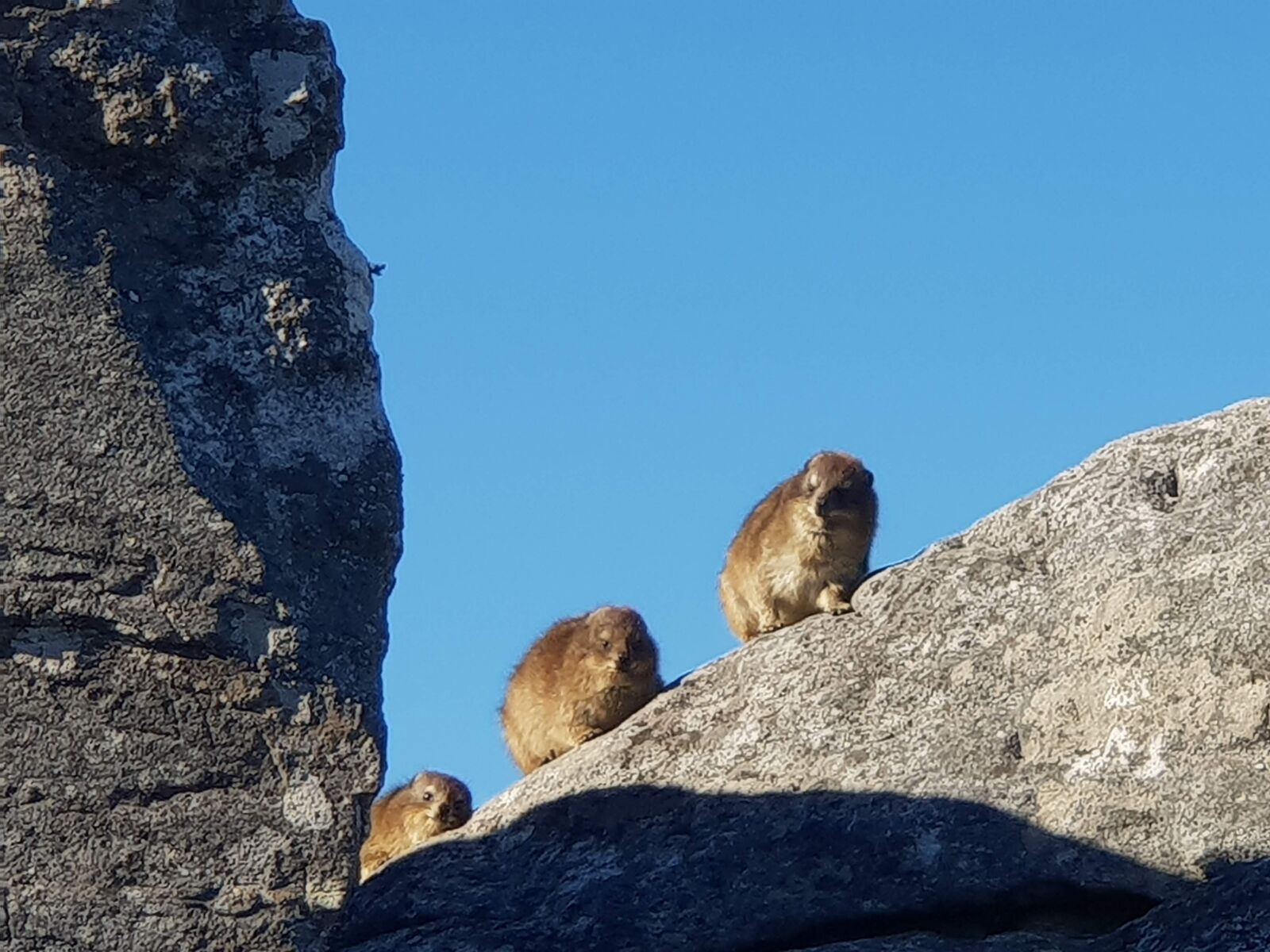 Samsung Galaxy S9+ sample photo. Dassie, hyrax, mountain photography