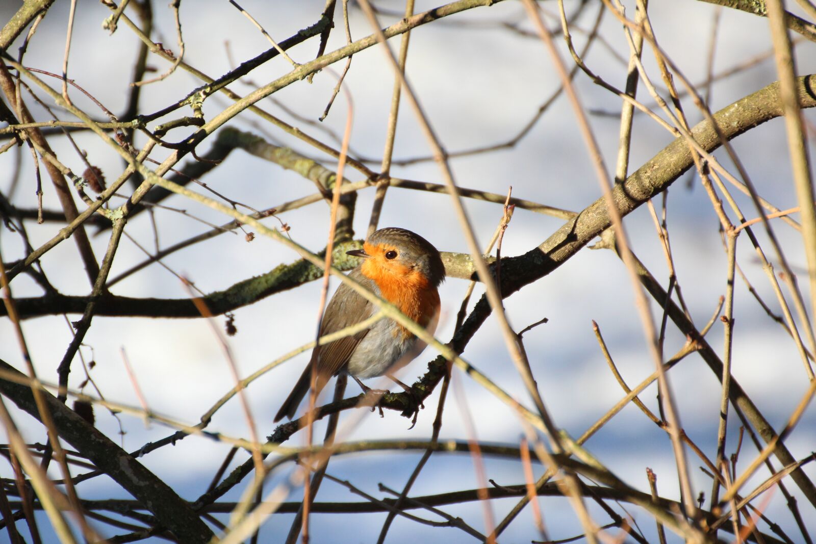 Canon EOS 600D (Rebel EOS T3i / EOS Kiss X5) sample photo. Robin, bird, winter photography