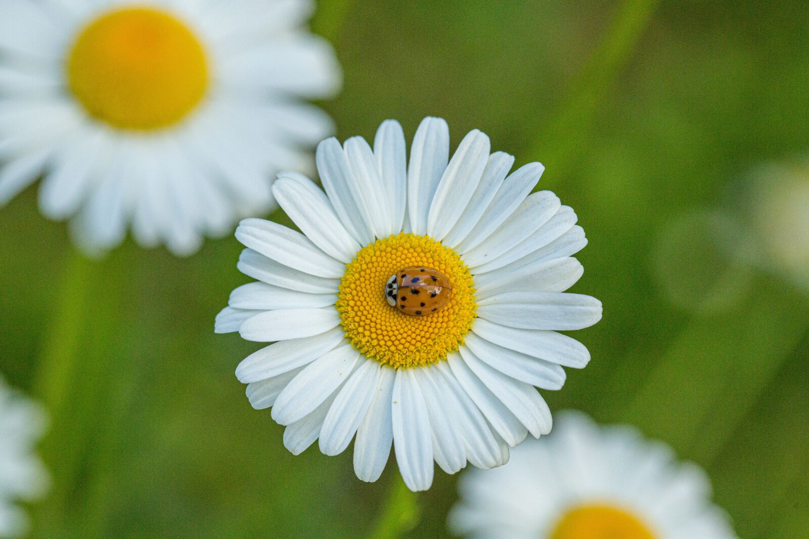 Canon EF 100mm F2.8L Macro IS USM sample photo. Beetle, daisy, flower photography