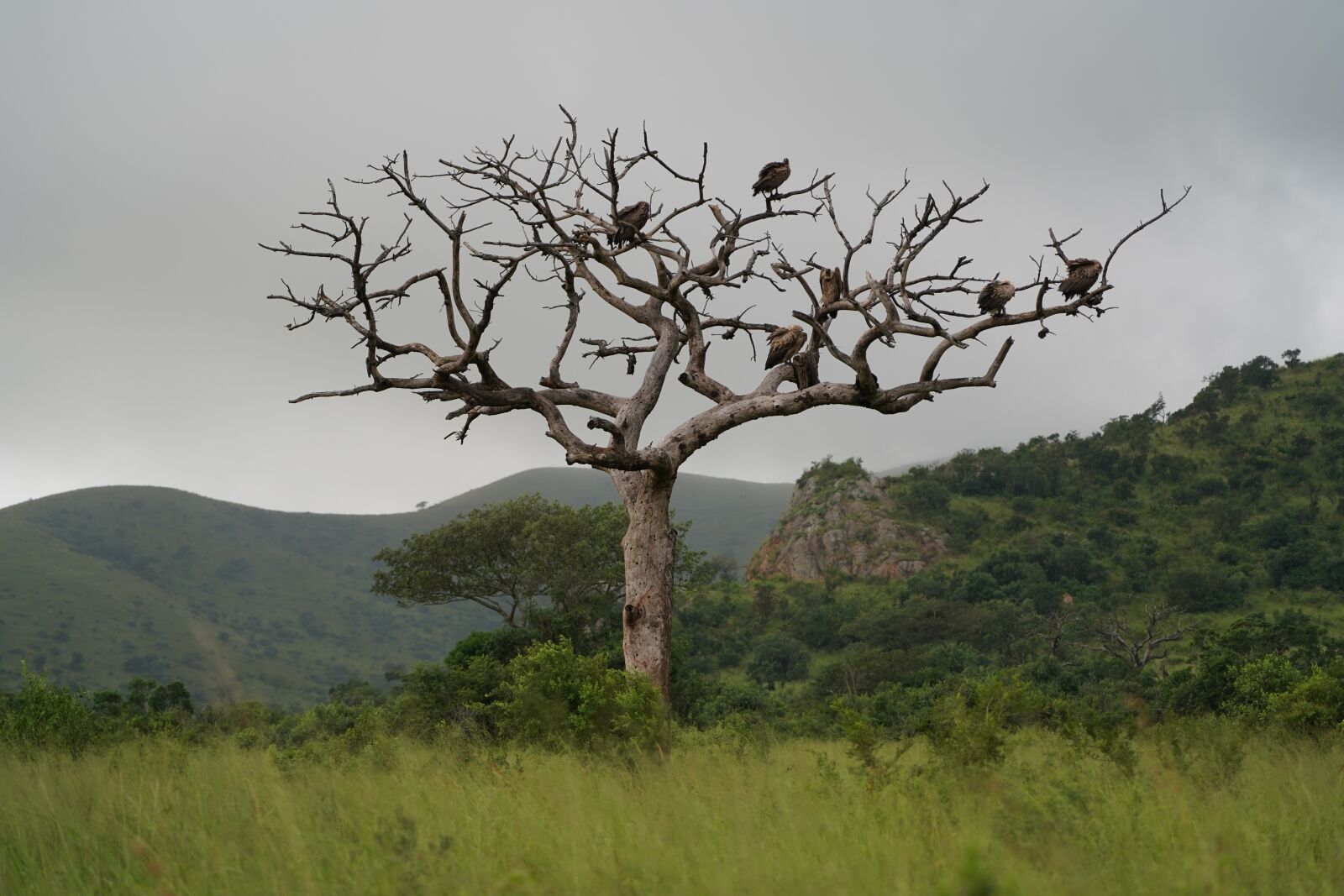 Sony a7 III sample photo. Tree, vulture, africa photography