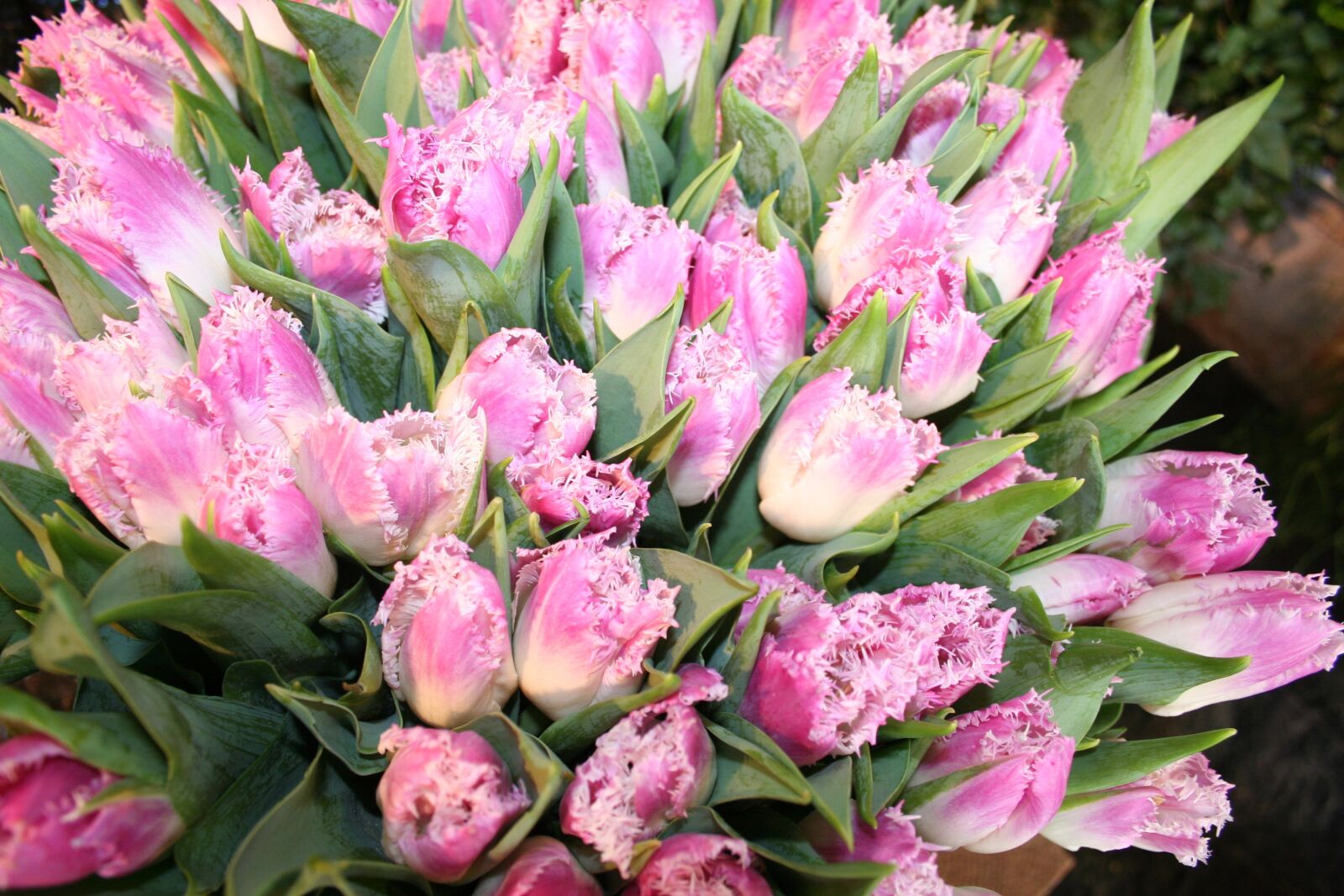 Canon EOS 350D (EOS Digital Rebel XT / EOS Kiss Digital N) sample photo. Tulips, flowers, pink photography