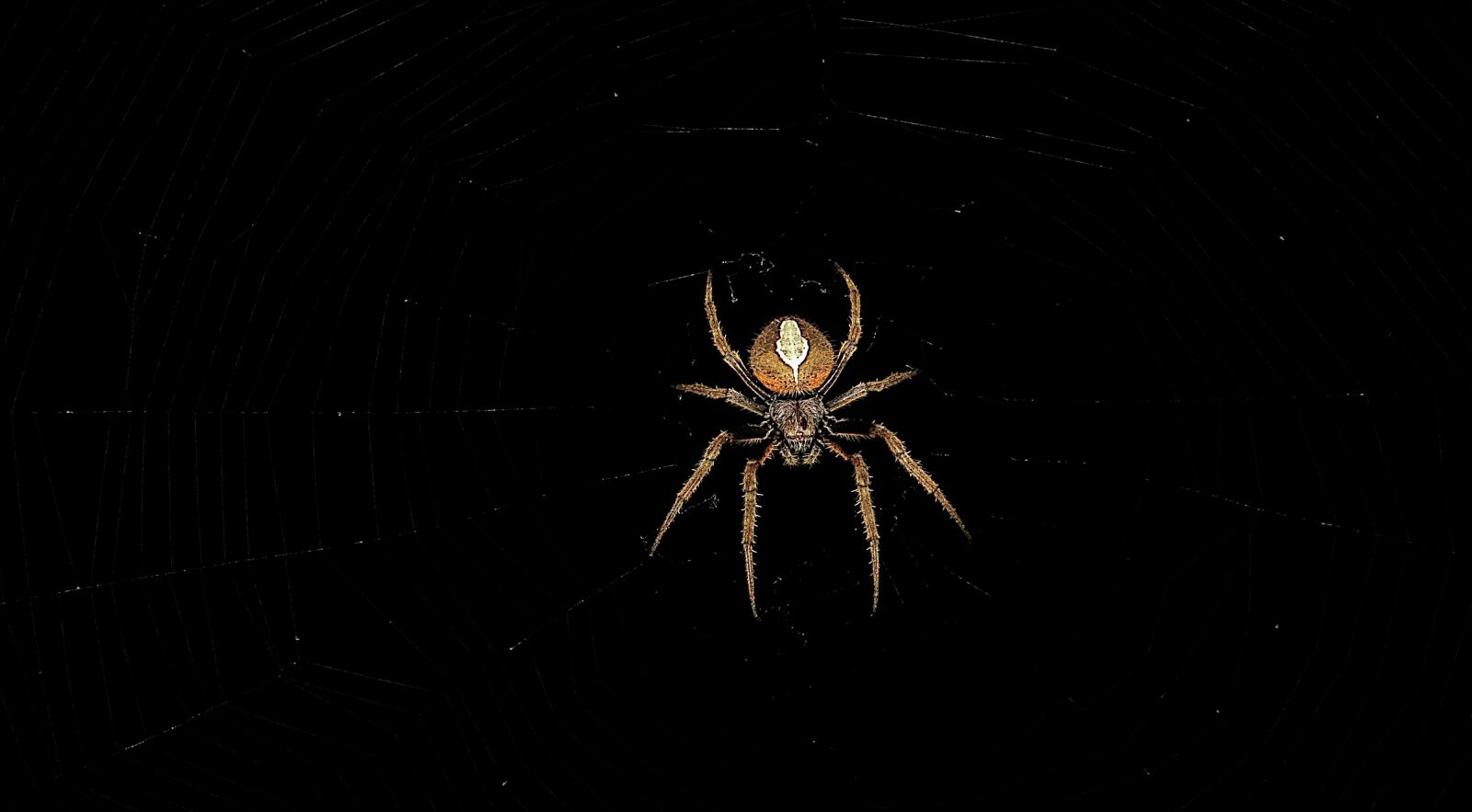 Canon PowerShot SX50 HS sample photo. Insect, spider, macro photography