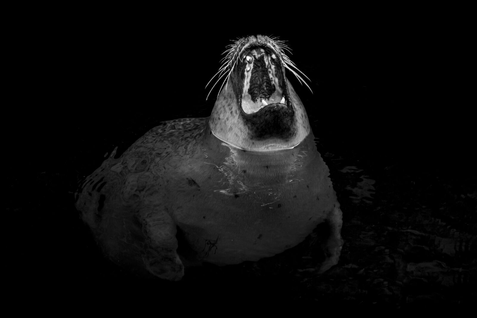 Canon EOS 70D sample photo. Seal, robbe, yawn photography