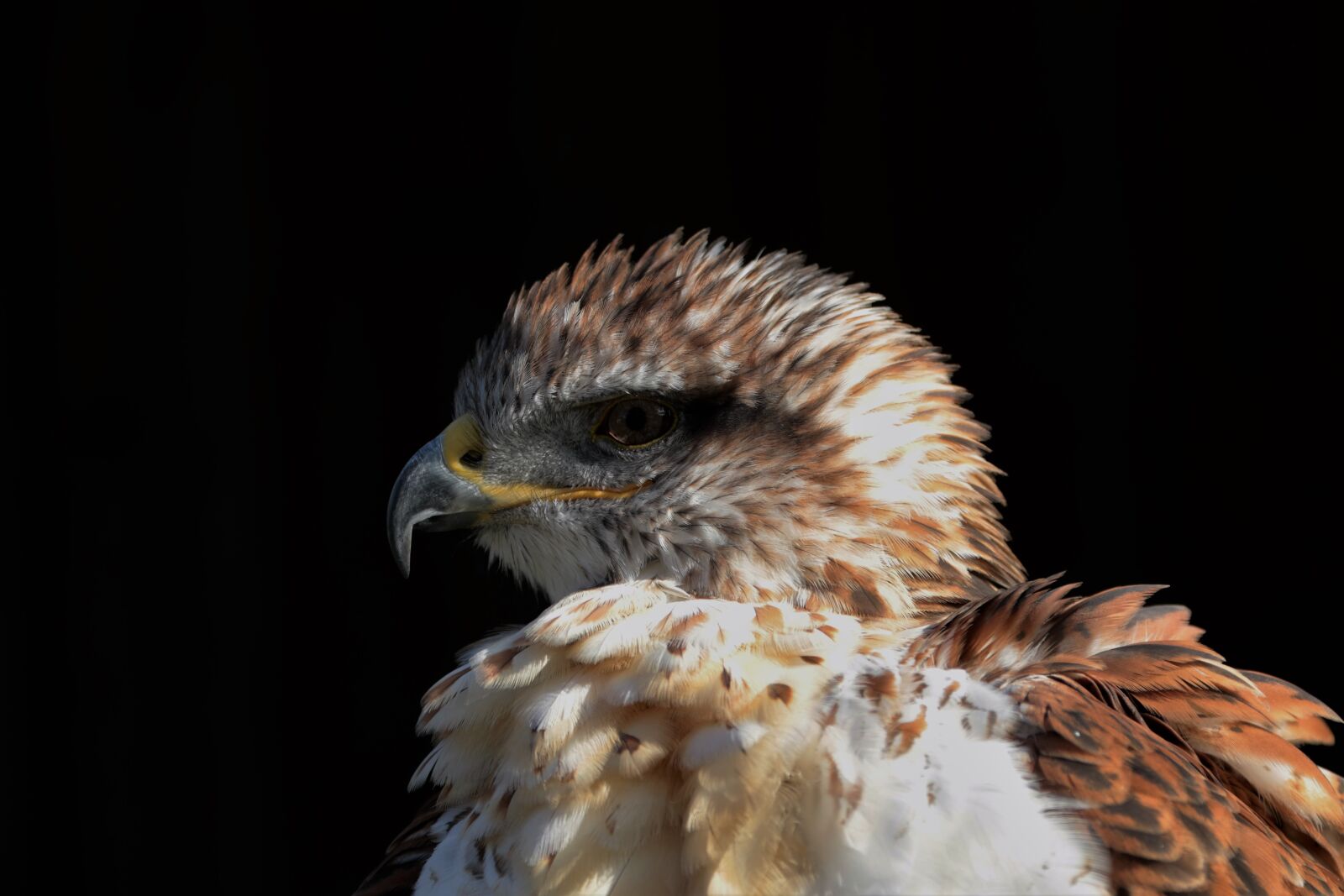 Canon EF 70-300mm F4-5.6L IS USM sample photo. Ferruginous hawk, hawk, ferruginous photography