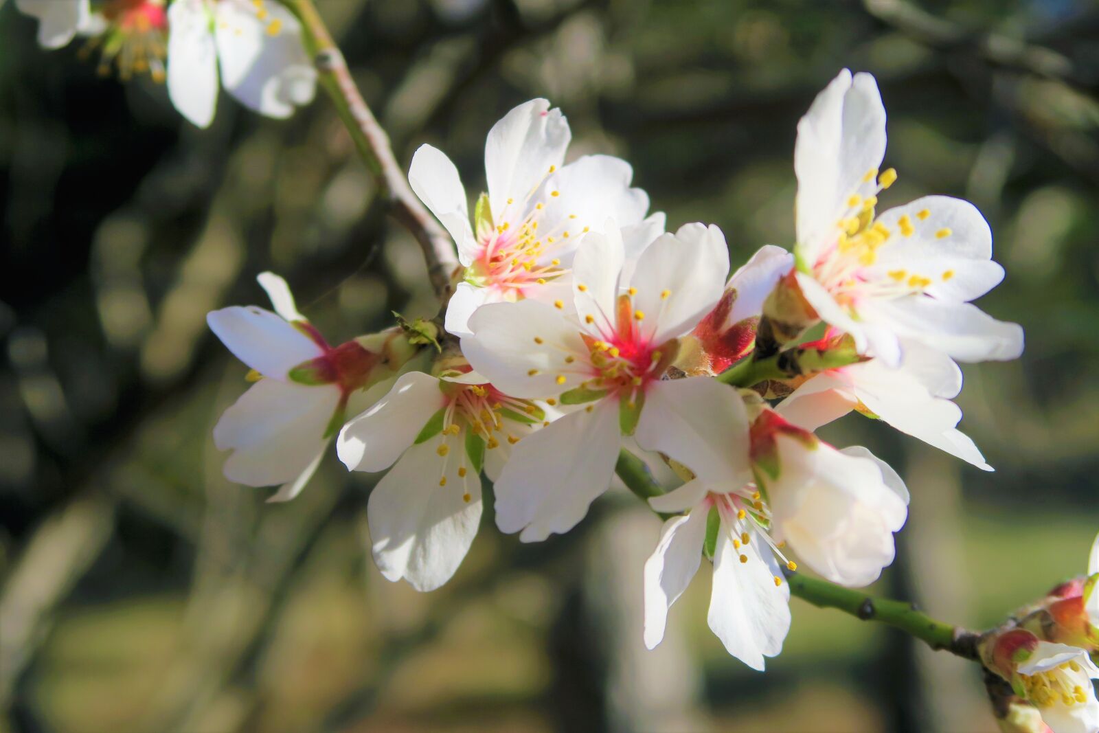 Canon PowerShot G7 X sample photo. Flower, nature, spring photography