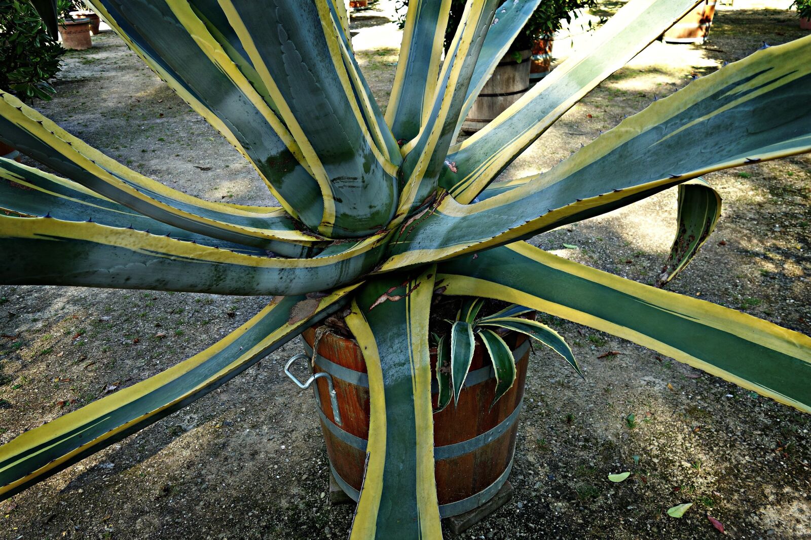 Sony Cyber-shot DSC-RX100 sample photo. Agave, agave americana marginata photography