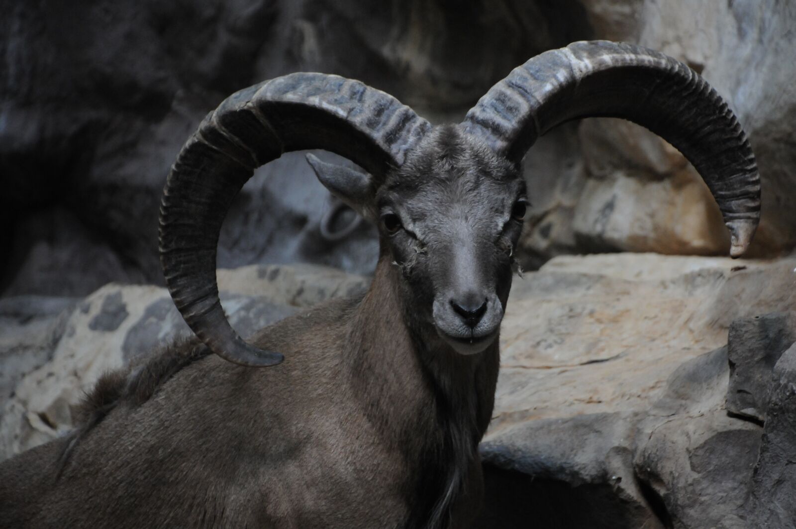 Nikon D300S sample photo. Bighorn, ram, sheep photography