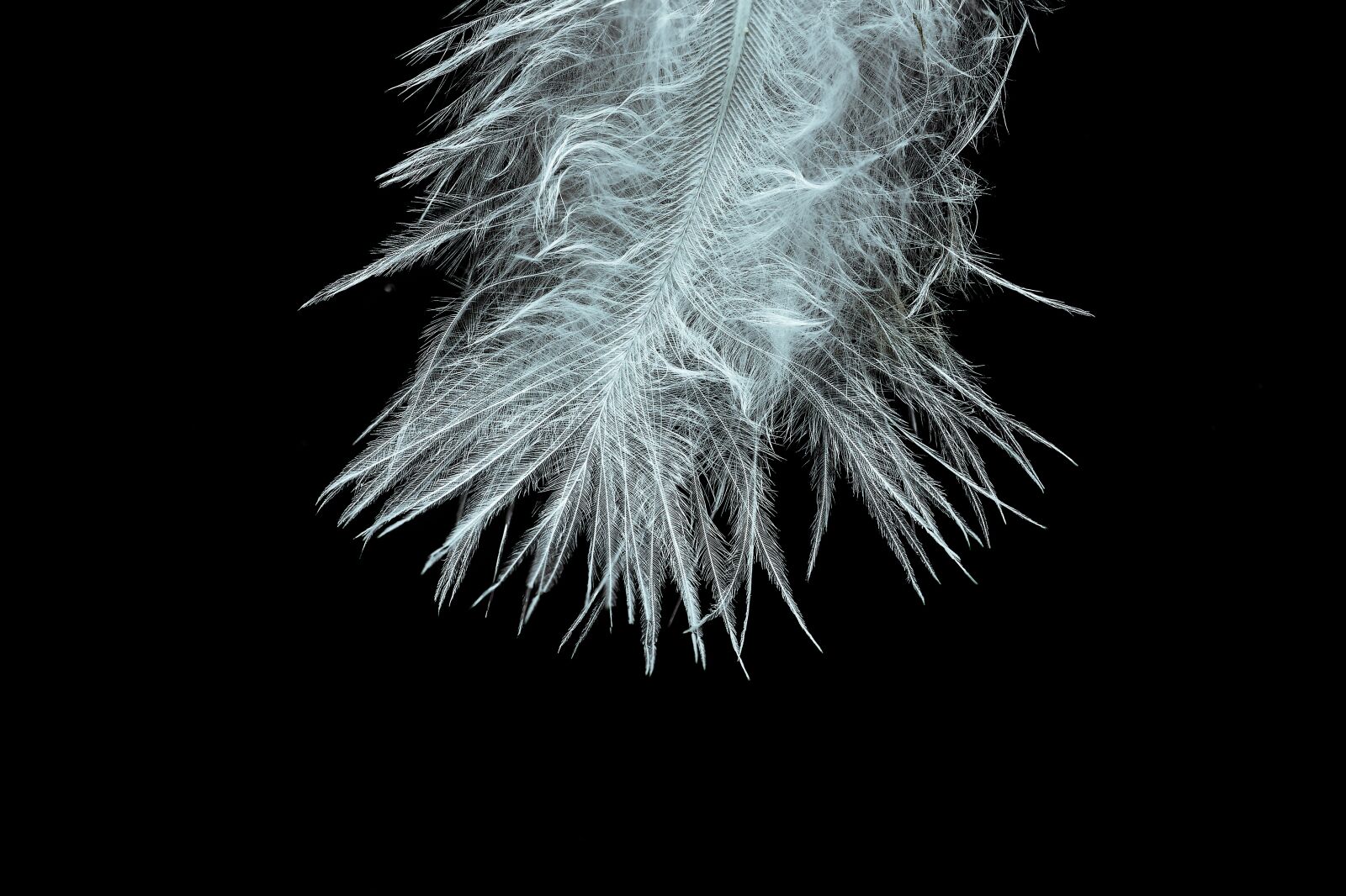 Nikon D7200 sample photo. Feather, slightly, tender photography