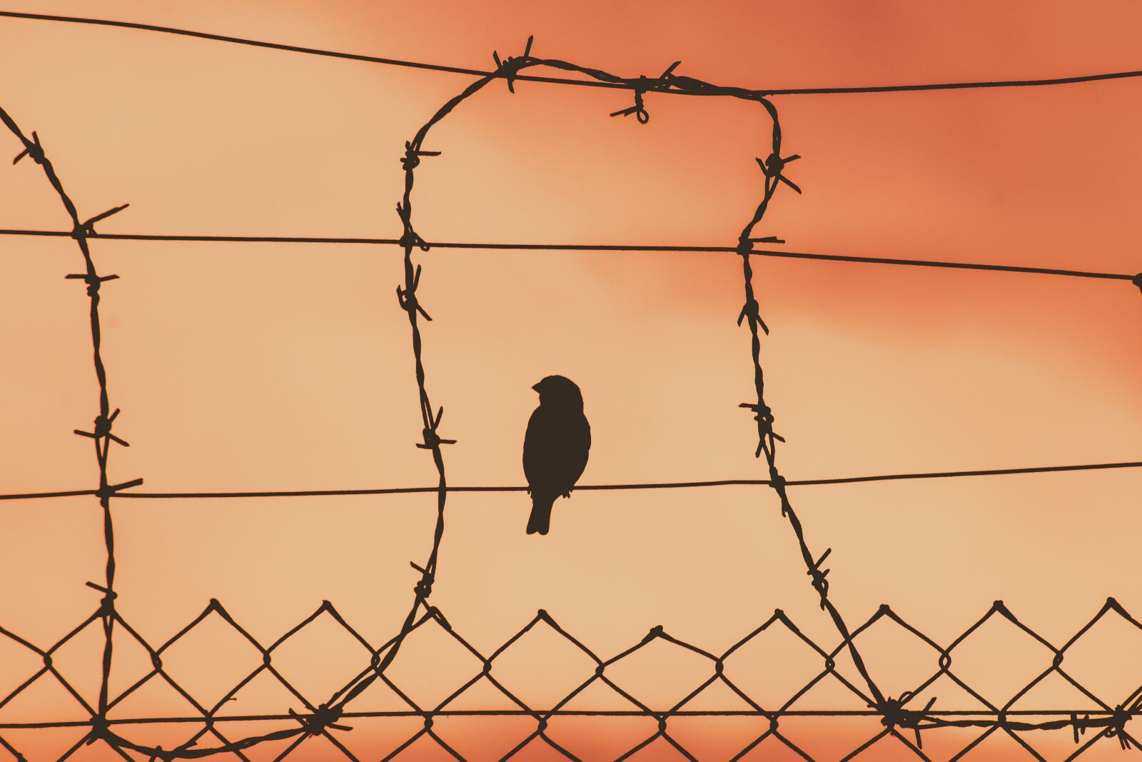 Nikon D3300 sample photo. Bird on a wire photography