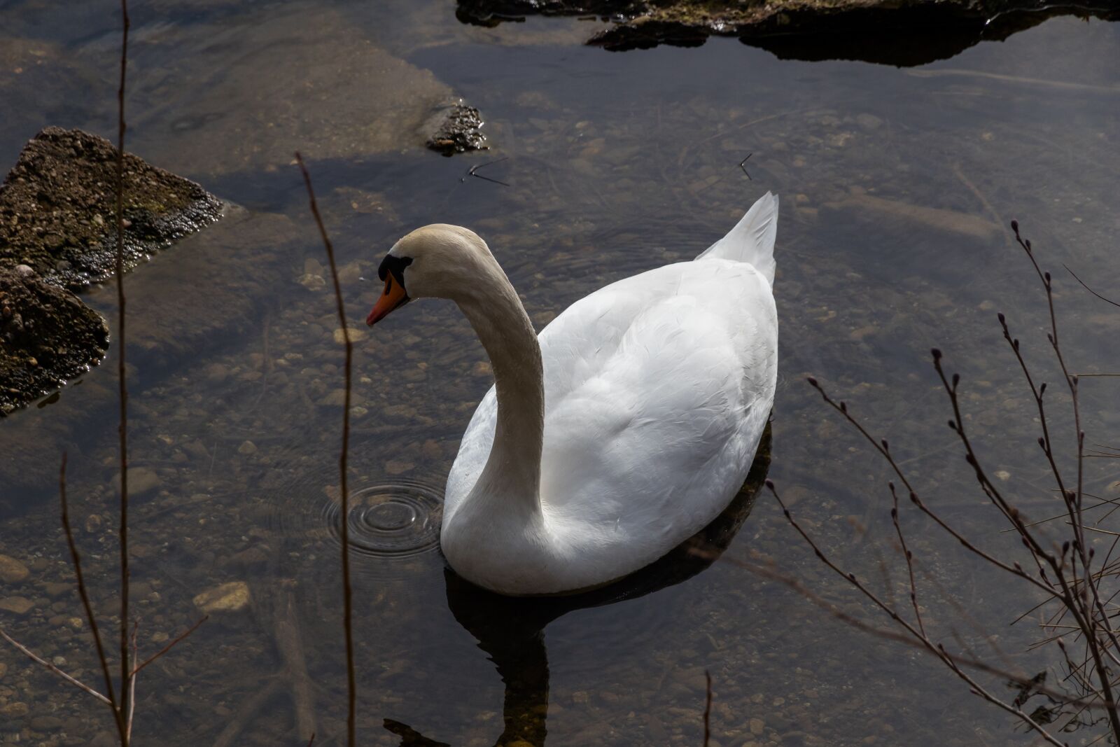 Canon EOS 80D sample photo. Bird, nature, waters photography