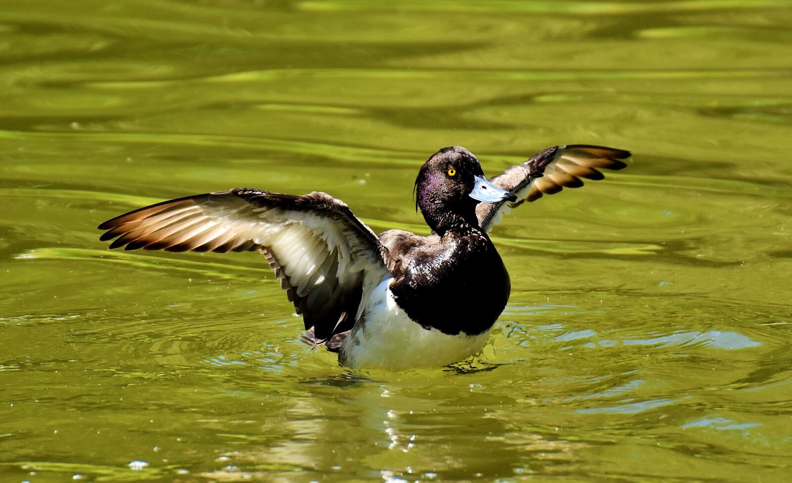 Nikon D7200 sample photo. Row pension, blue beak photography