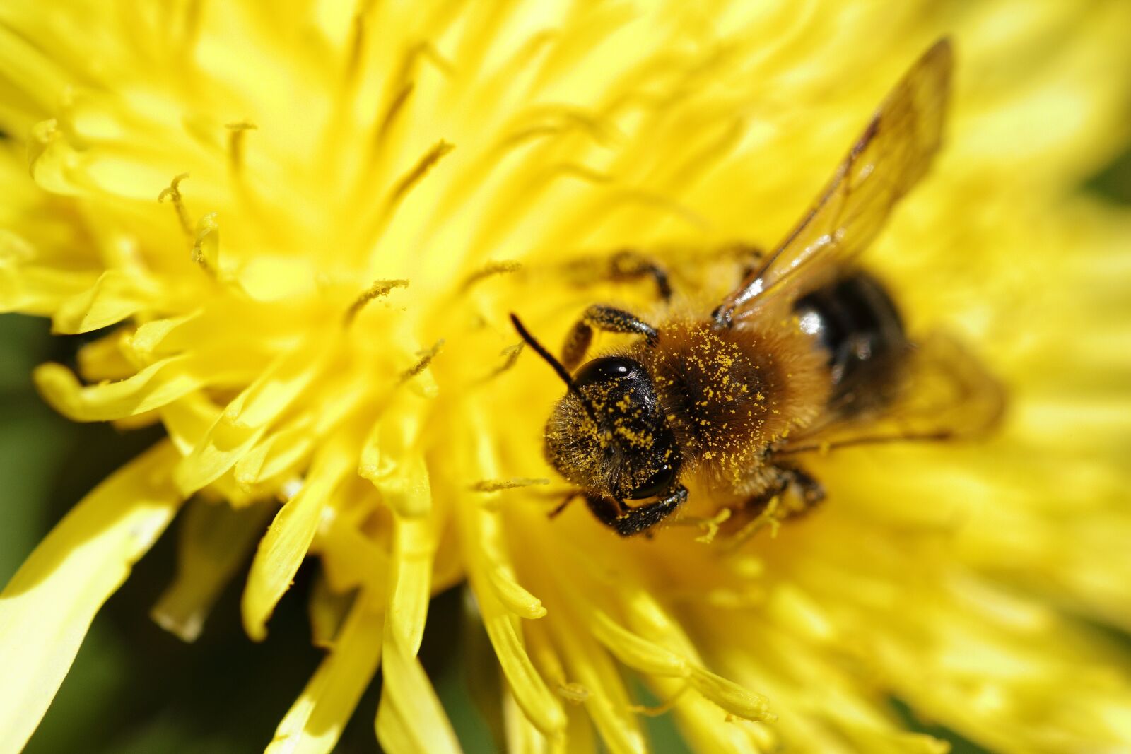 Canon EOS 60D sample photo. Bee, dandelion, yellow photography