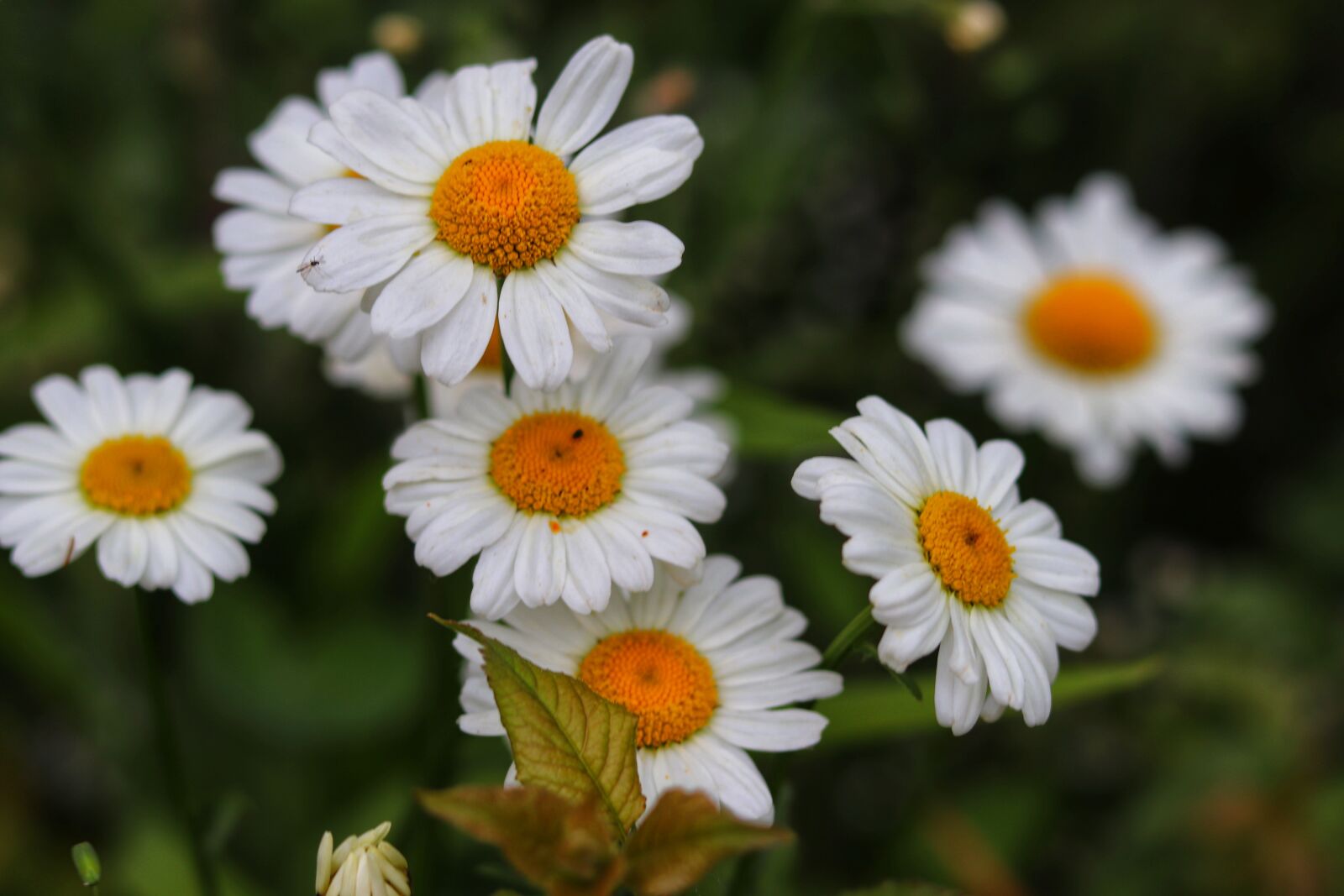 Canon EOS 200D (EOS Rebel SL2 / EOS Kiss X9) sample photo. Spring, petal, flower photography