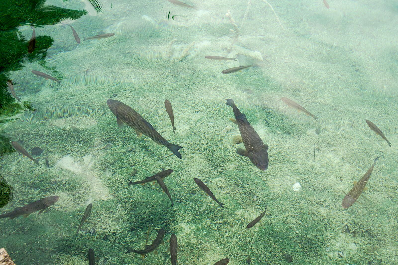 KONICA MINOLTA DYNAX 7D sample photo. Nature, water, croatia photography