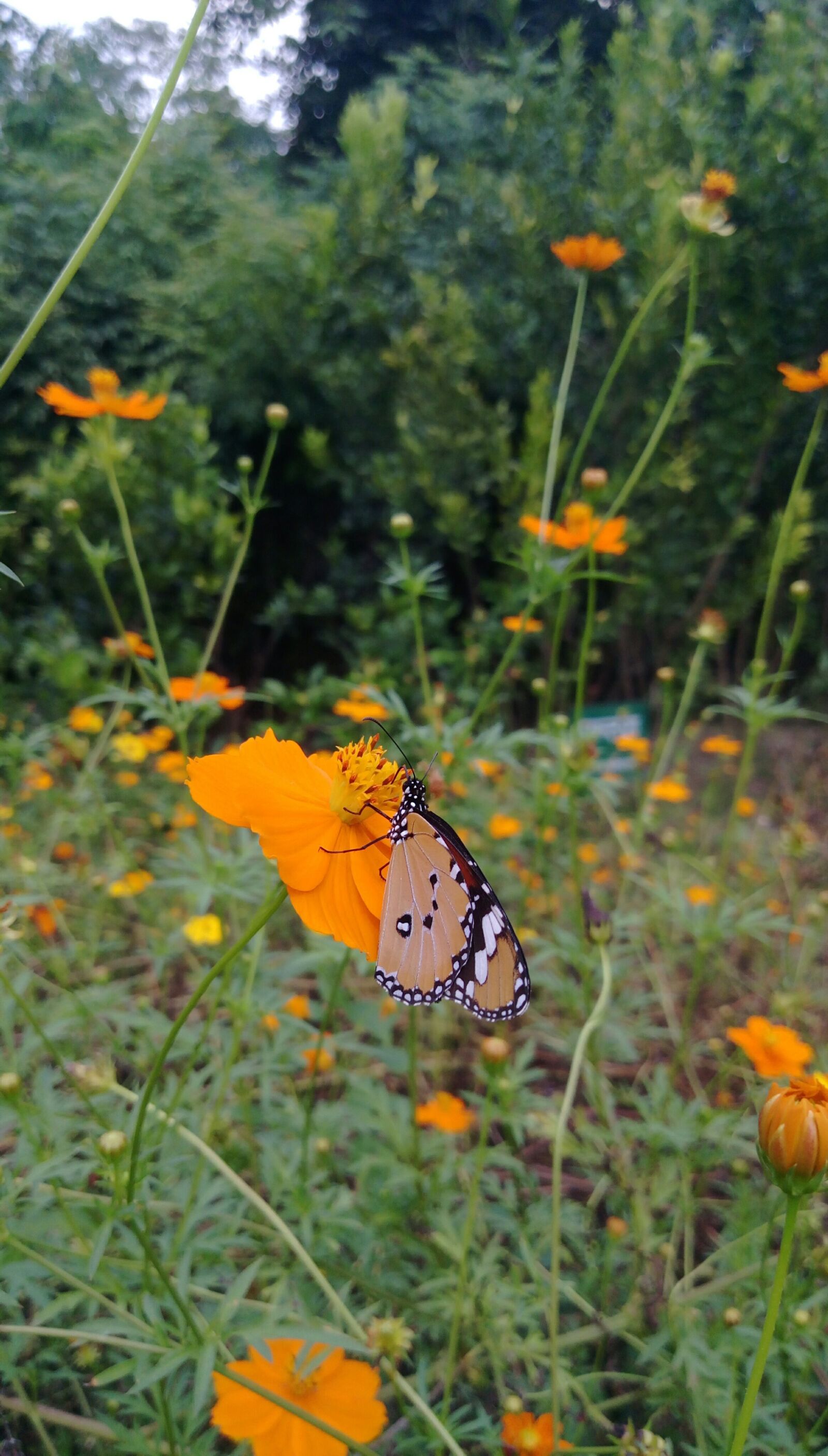 HTC DESIRE 830 DUAL SIM sample photo. Nature, flower, butterfly photography