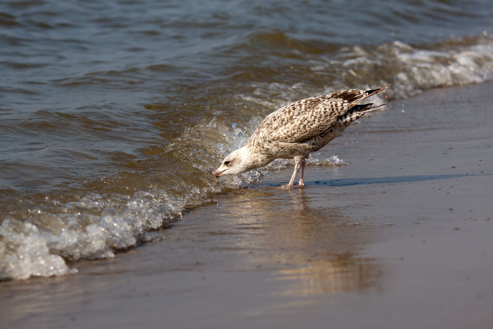 Canon EOS 50D sample photo. Seagull, water, beach photography